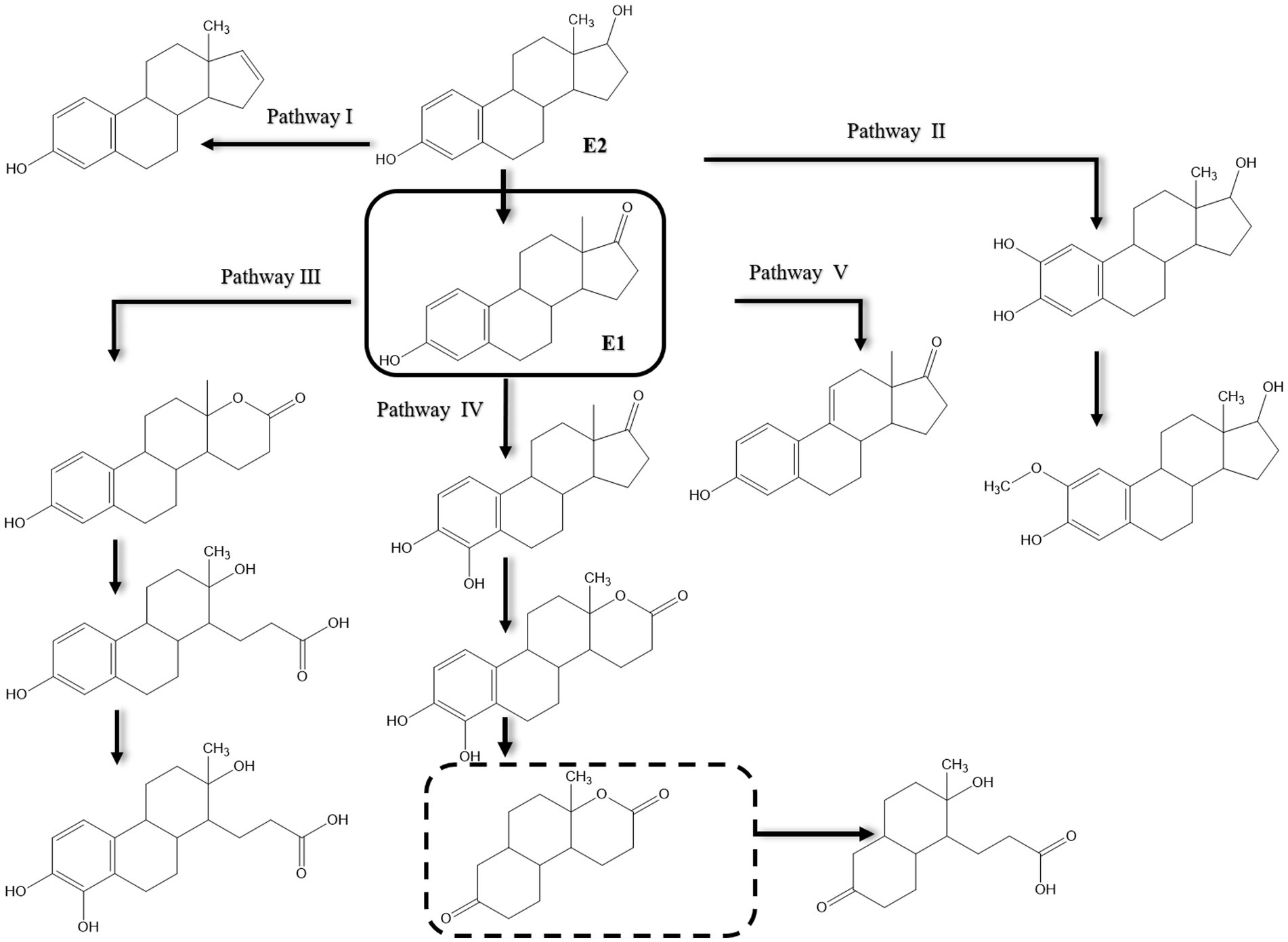 Chemical pathways diagram showing conversions between different steroid compounds, labeled Pathways I to V. The main compounds are E1 and E2, with arrows indicating the direction of transformation between structural formulas.