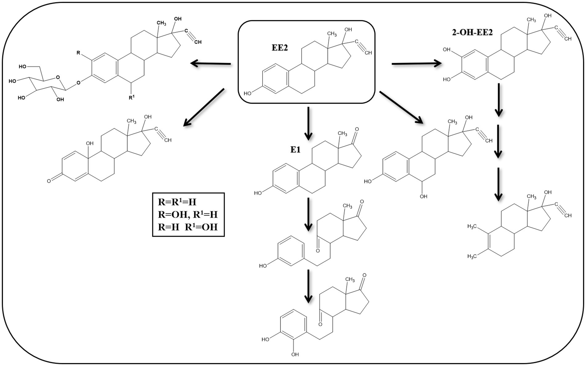 Chemical reaction scheme showing the transformations of EE2 to various derivatives, including 2-OH-EE2 and E1. Arrows indicate reaction pathways between the molecular structures. A key indicates the values for R and R1 as hydrogen or hydroxyl groups.