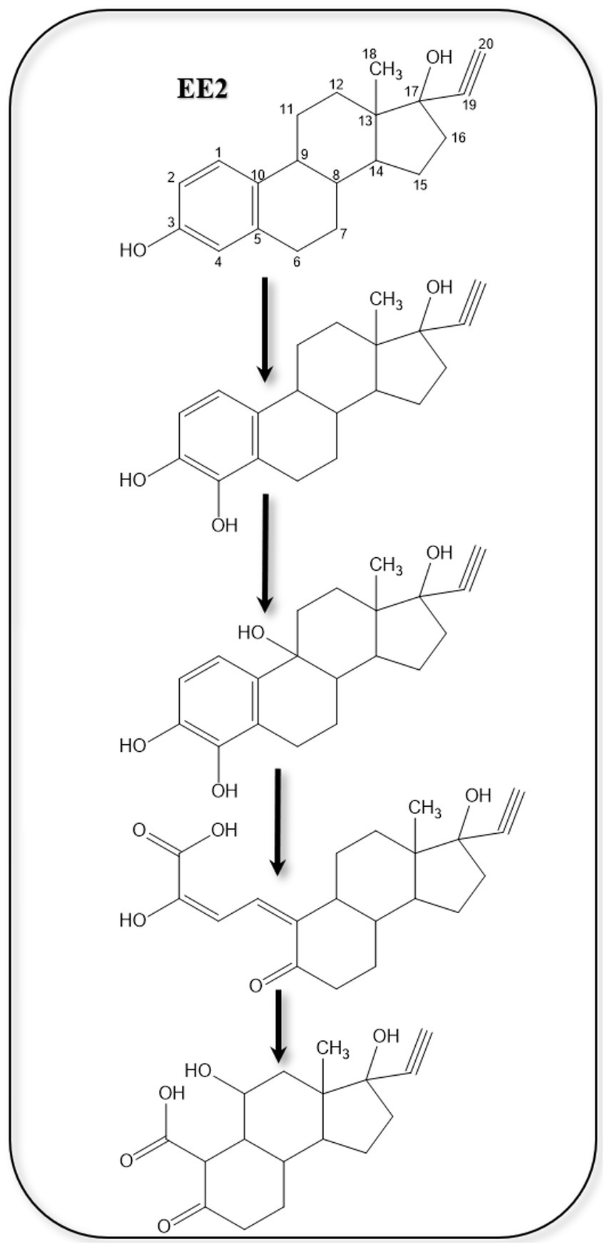 Chemical reaction pathway showing transformations of EE2. The process involves sequential structural changes with black arrows indicating progression through five stages. Each structure features rings with hydroxyl and methyl groups.