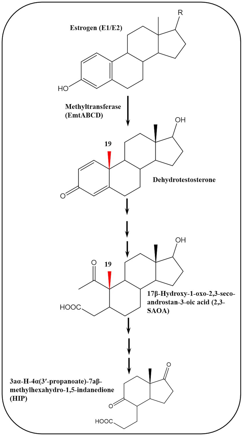 Chemical pathway diagram showing the conversion of Estrogen (E1/E2) to Dehydrotestosterone via a Methyltransferase (EmtABCD) reaction. The pathway continues with the conversion to 17β-Hydroxy-1-oxo-2,3-secoandrostan-3-oic acid (2,3-SAOA), and finally to 3aα-H-4α(3′-propanoate)-7aβ-methylhexahydro-1,5-indanedione (HIP). Black and red arrows depict the sequence of reactions.