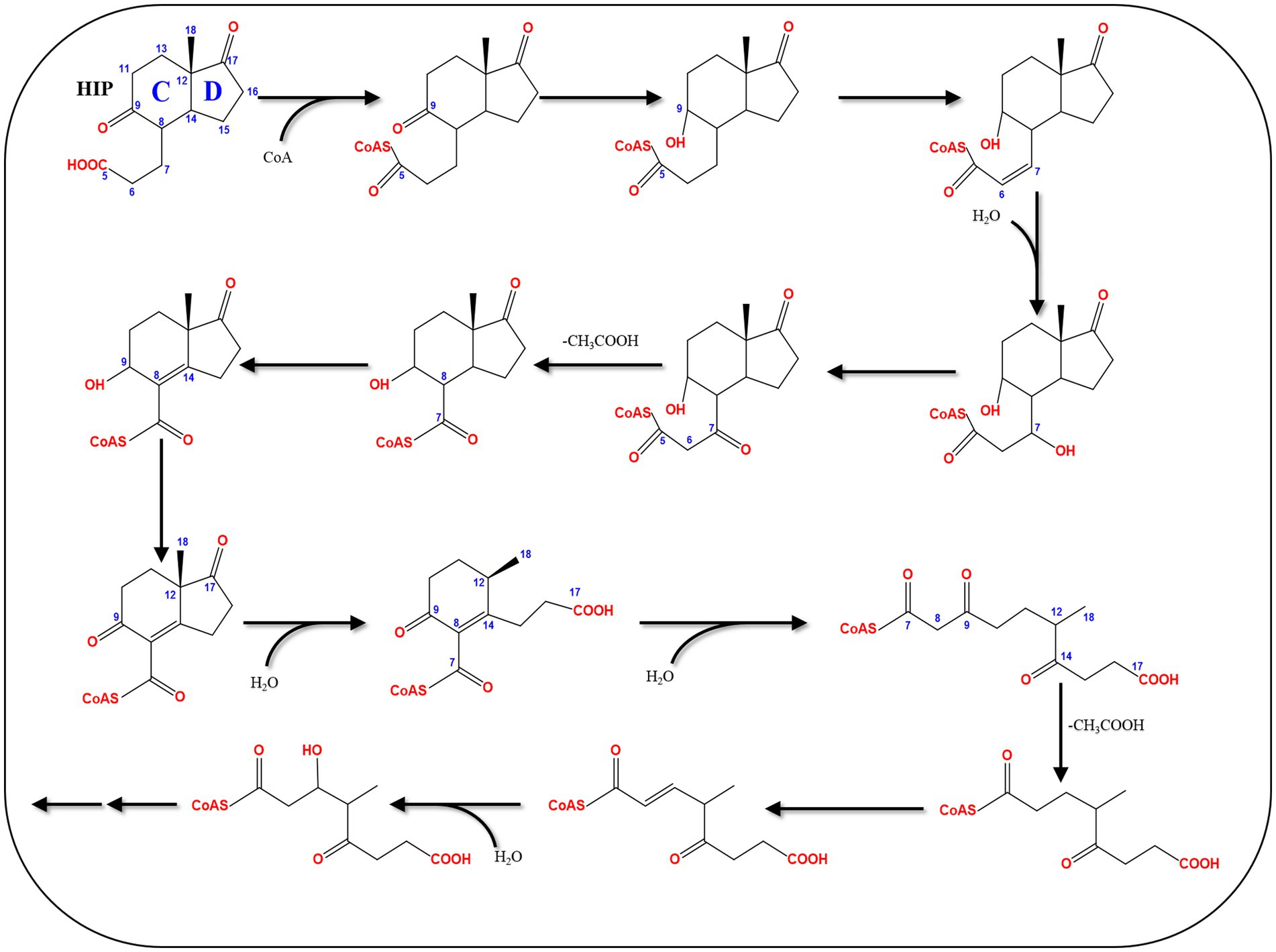 Chemical pathway diagram showing the biosynthesis process of HIP compounds involving multiple molecular structures, arrows indicating reactions, and labels like CoAS, H2O, and CH3COOH marking molecular transformations.