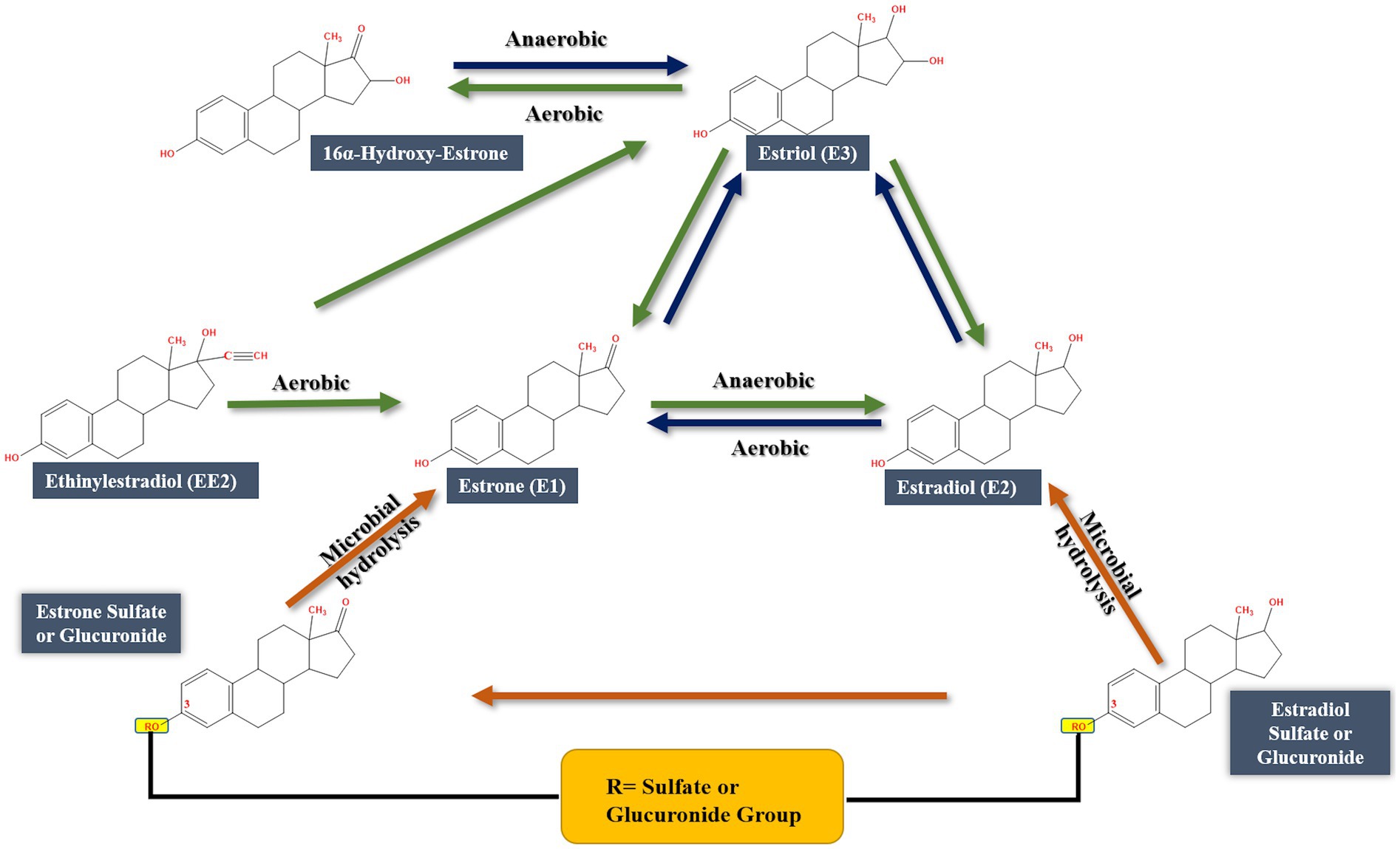 Chemical diagram illustrating the transformation pathways of estrogens under aerobic and anaerobic conditions. Compounds include ethynylestradiol (EE2), estrone (E1), estradiol (E2), estriol (E3), and 16alpha-hydroxy-estrone. Pathways involve sulfate or glucuronide group conjugation and microbial hydrolysis. Arrows indicate transitions between compounds.