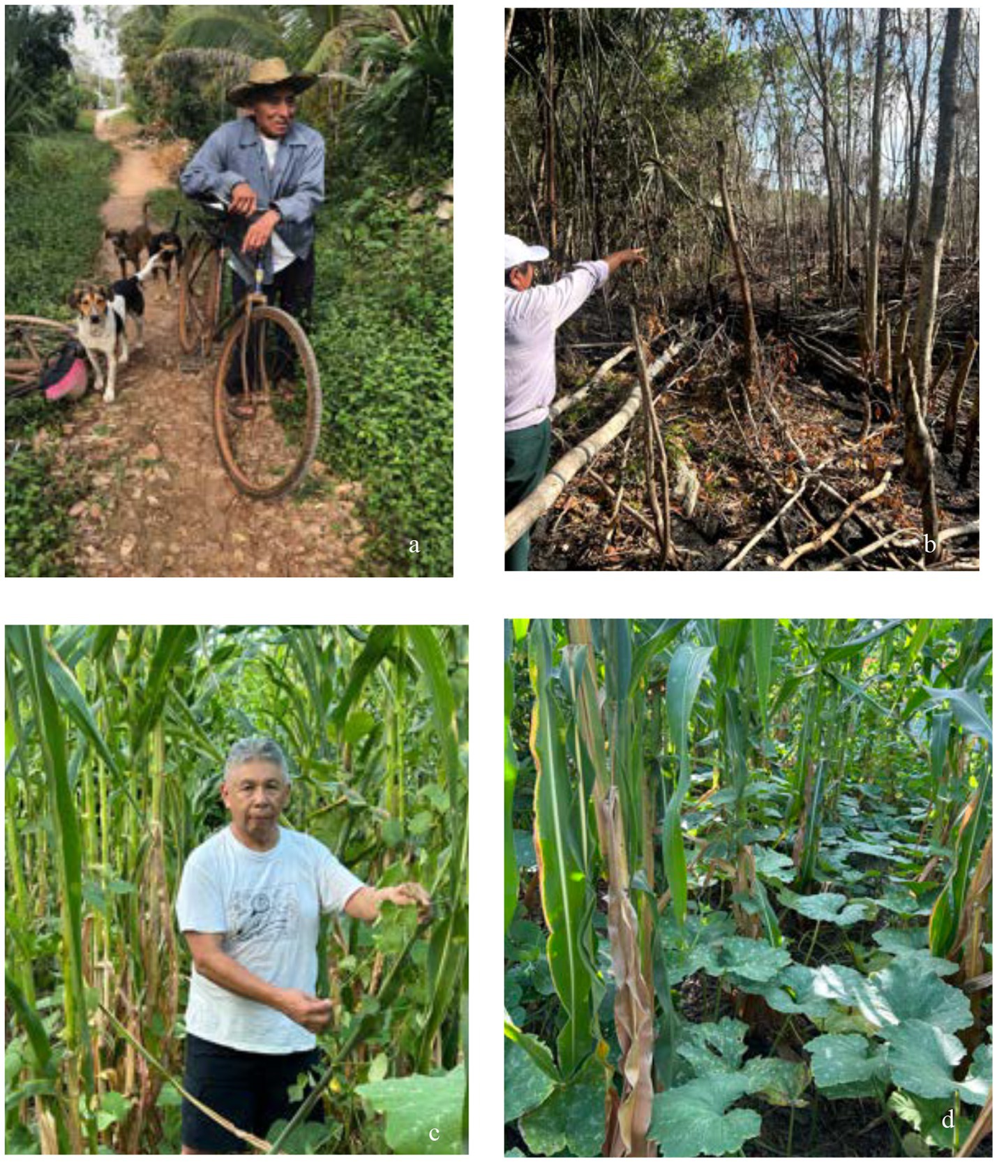 a) A person with a bicycle stands on a dirt path, accompanied by several dogs, surrounded by lush greenery.b) A person points towards an area of a forest with fallen and burned trees, indicating possible deforestation.c) A person stands among tall corn plants, holding a leaf, in a dense green field.d) A view of a thriving cornfield interspersed with ground-covering squash plants, showcasing intercropping.