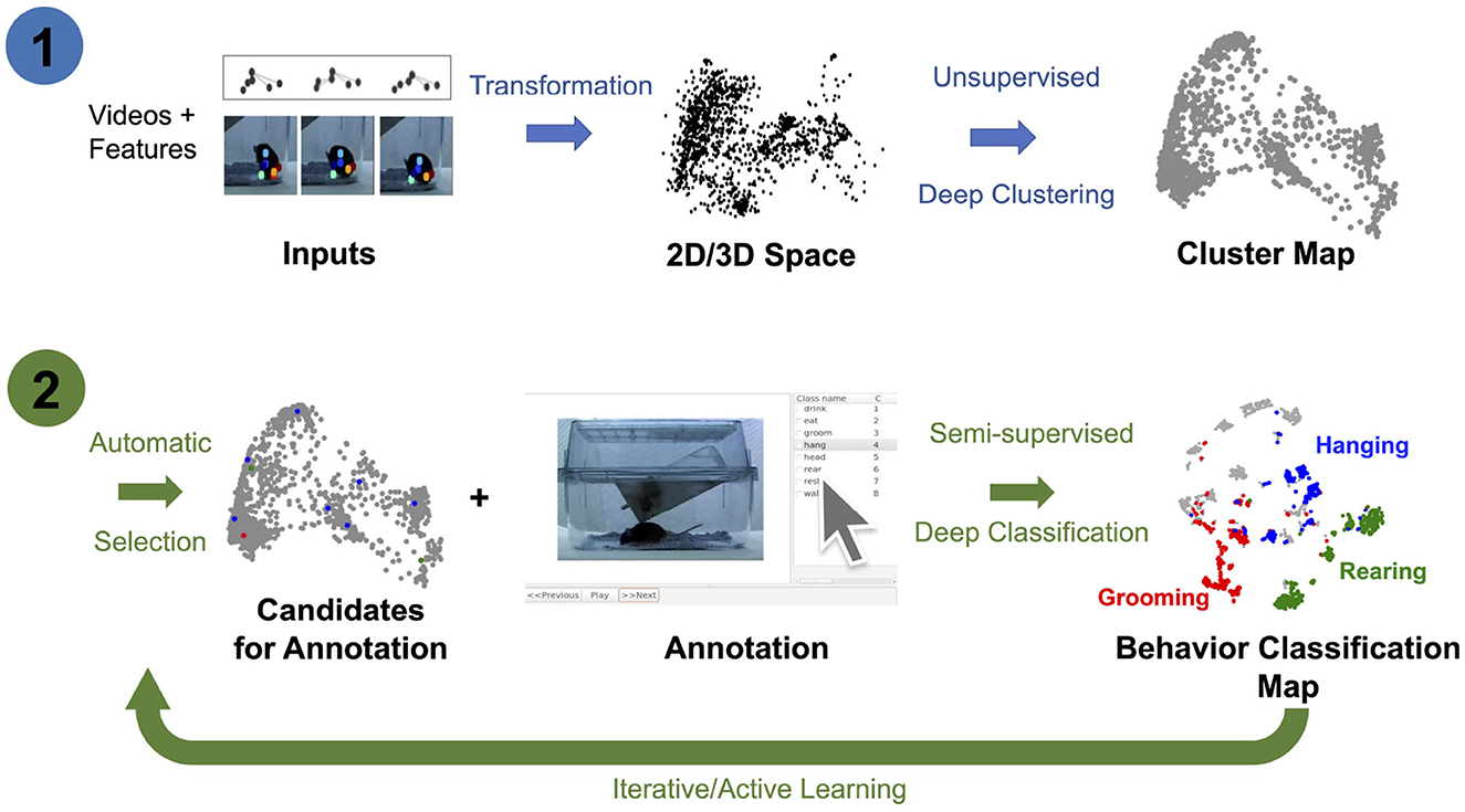 Flowchart illustrating a behavior classification process. Step 1: Videos and features are transformed into a 2D/3D space, creating a cluster map through unsupervised deep clustering. Step 2: Candidates for annotation are automatically selected and annotated. Using semi-supervised deep classification, a behavior classification map is produced, identifying behaviors like grooming, rearing, and hanging. The process is iterative and involves active learning.