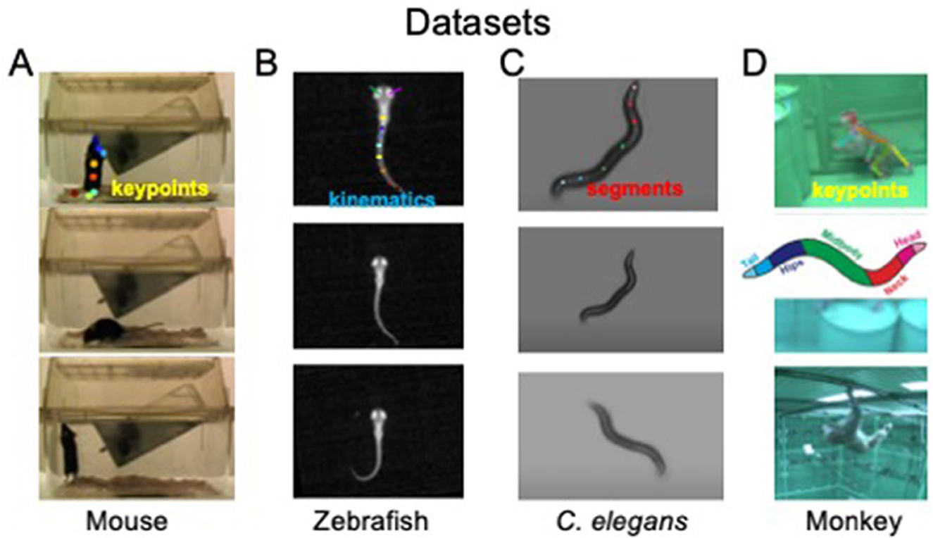 Section A shows a mouse with keypoints marked. Section B displays kinematics of zebrafish, featuring movement patterns. Section C illustrates segments of C. elegans, highlighting body parts. Section D presents a monkey with keypoints identified, performing various actions in a cage setting.