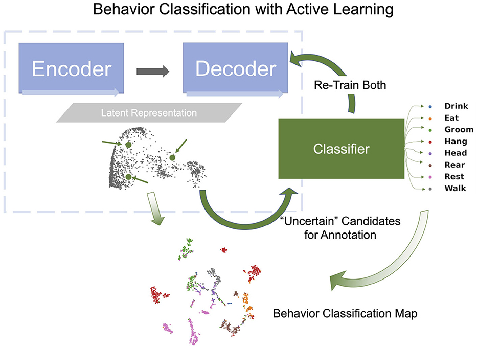 Diagram showing behavior classification with active learning. An encoder-decoder creates a latent representation. A classifier labels actions like drink, eat, groom, hang, head, rear, rest, and walk.