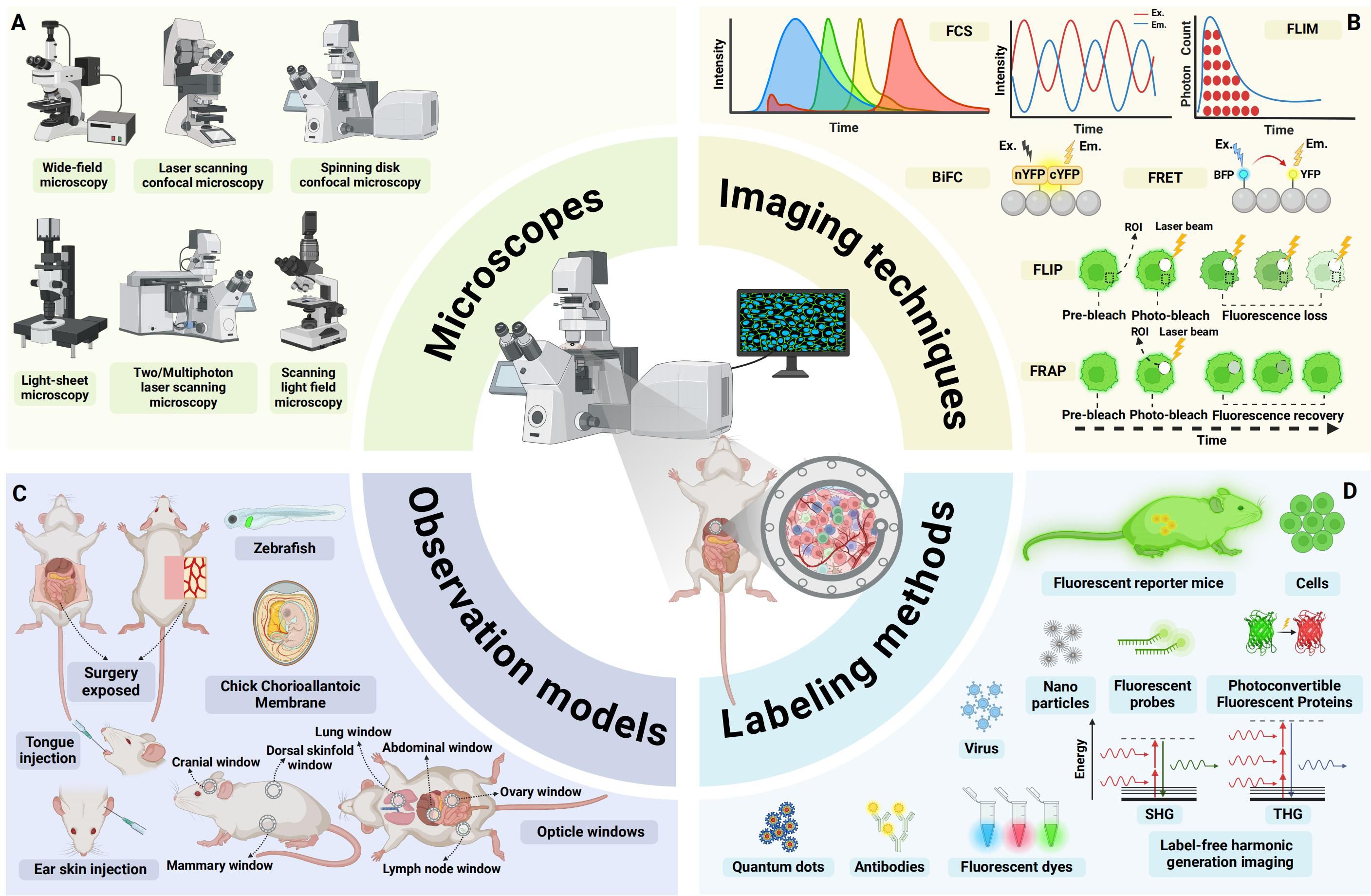 Diagram illustrating various microscopy and imaging components. Section A shows different types of microscopes, such as wide-field and confocal. Section B details imaging techniques, including FCS and FLIM. Section C covers observation models like zebrafish and surgery-exposed mice. Section D depicts labeling methods with fluorescent mice and cells, highlighting tools like quantum dots and antibodies. Central image features a microscope focused on a specimen.