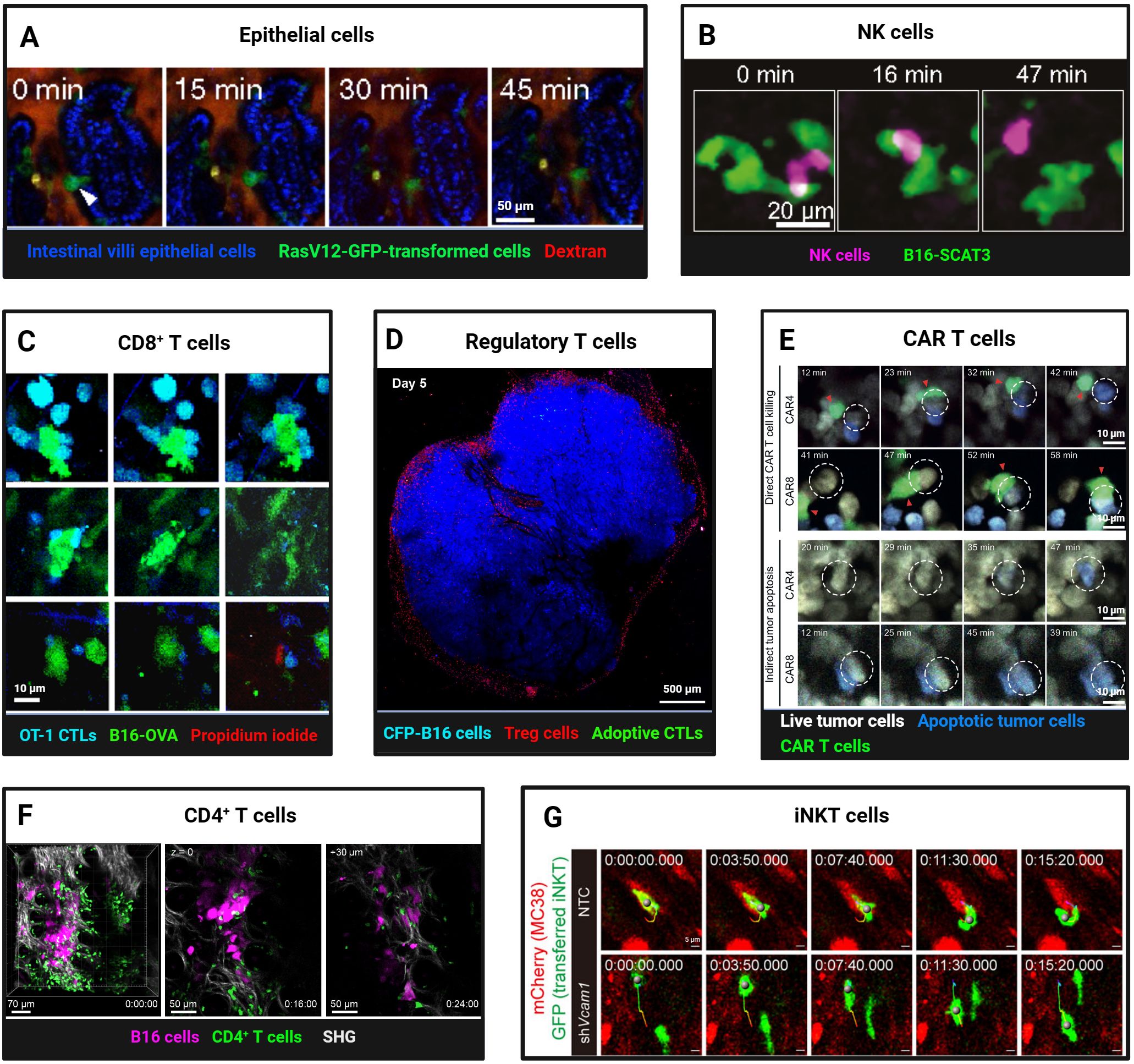 Panel A shows a time-lapse sequence of epithelial cells, highlighting RasV12-GFP-transformed cells and Dextran over 45 minutes. Panel B depicts NK cells interacting with B16-SCAT3 over 47 minutes. Panel C displays CD8+ T cells interacting with OT-1 CTLs and B16-OVA. Panel D shows regulatory T cells interacting with CFP-B16 cells and Treg cells on Day 5. Panel E presents CAR T cells targeting live and apoptotic tumor cells, highlighting differences between CAR4 and CAR6 over time. Panel F illustrates CD4+ T cells interacting with B16 cells using SHG imaging. Panel G shows iNKT cells interacting with mCherry MC38 and GFP in time-lapse images.
