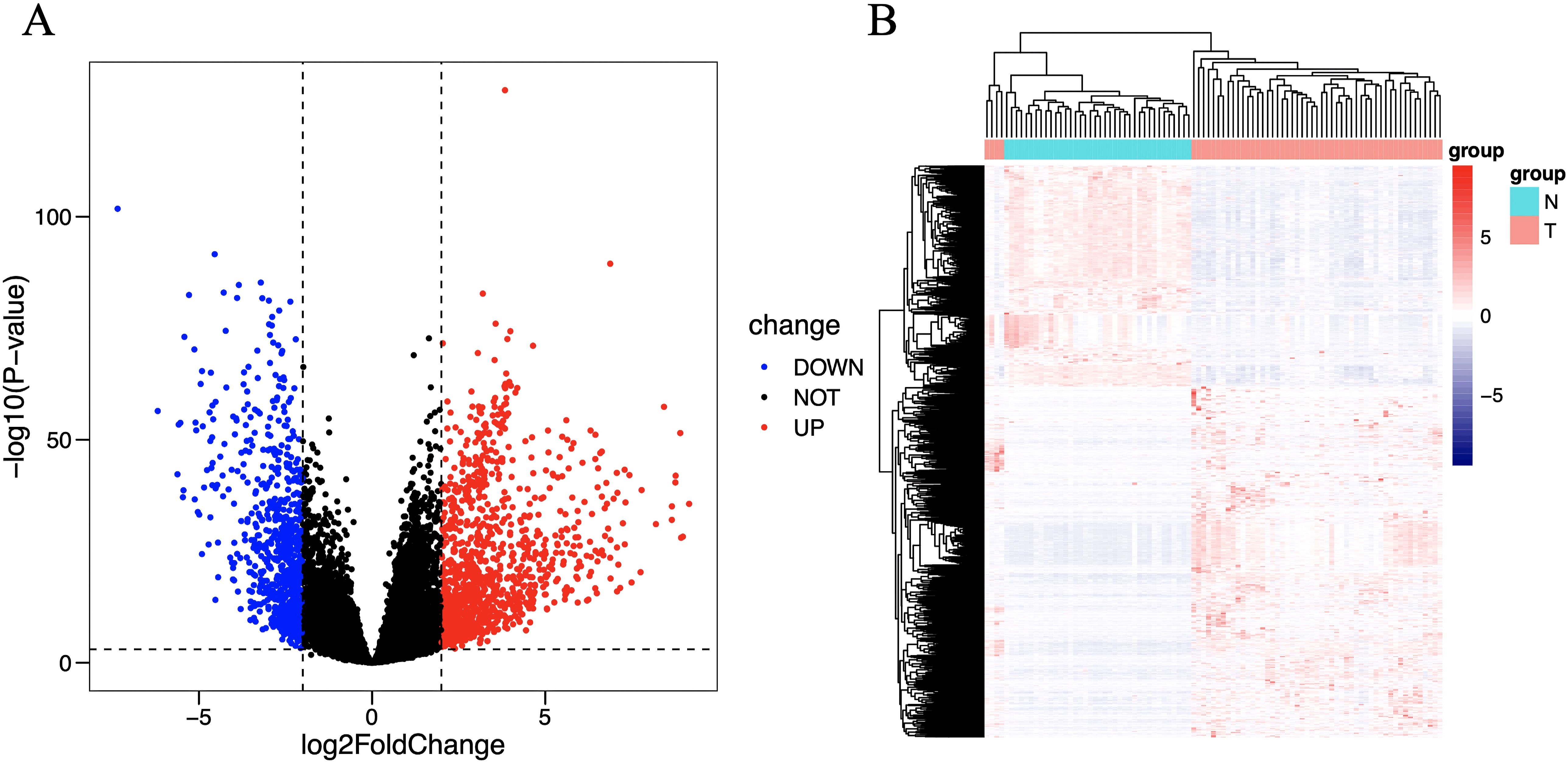 Volcano plot and heatmap displaying gene expression data. Panel A shows a volcano plot with points denoting genes, colored blue for downregulated, red for upregulated, and black for unchanged, plotted against log2 fold change and -log10 p-value. Panel B displays a heatmap with hierarchical clustering, showing groups N and T in cyan and pink, with gene expression levels in blue, white, and red, indicating different levels of expression intensity.