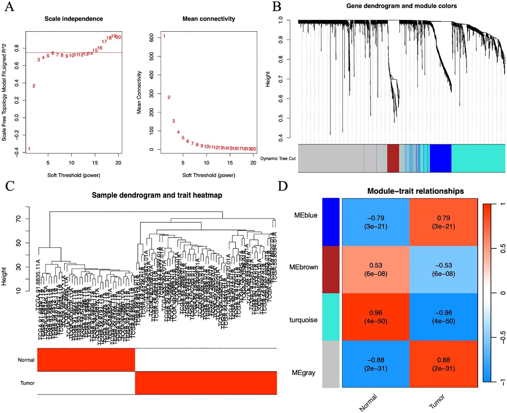 Panel A shows two graphs: scale independence and mean connectivity as functions of soft threshold power. Panel B features a gene dendrogram with module colors identified by dynamic tree cuts. Panel C displays a sample dendrogram with a trait heatmap indicating normal versus tumor samples. Panel D presents a heatmap of module-trait relationships with correlation coefficients and significance values, contrasting modules with colors blue, brown, turquoise, and gray against normal and tumor traits.