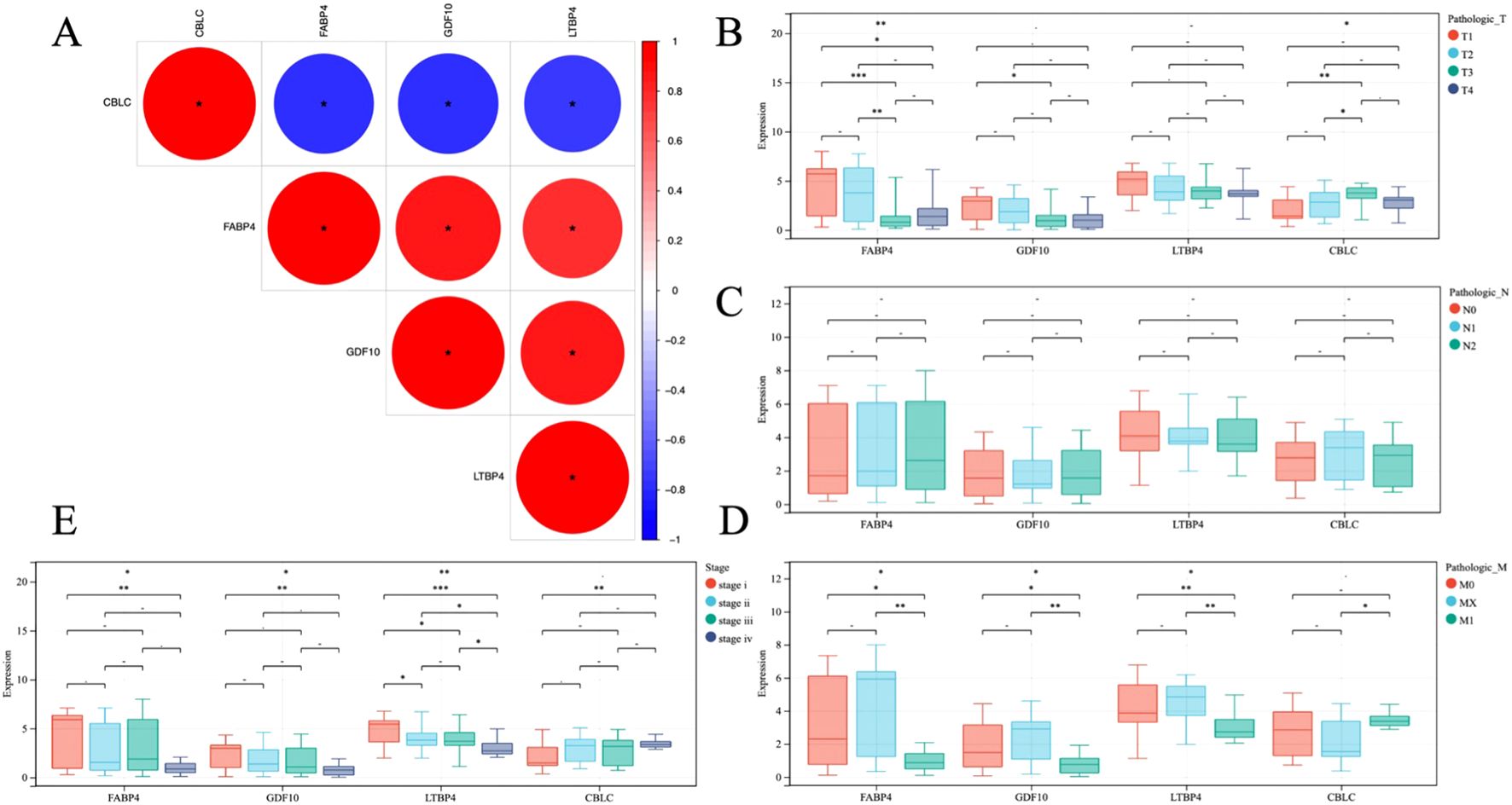 Panel A shows a correlation matrix with red and blue circles indicating positive and negative correlations, respectively, for CBLC, FABP4, GDF10, and LTBP4. Panels B to E display box plots comparing gene expression across different pathological stages. Panel B categorizes by pathologic_T stages T1 to T4, Panel C by pathologic_N stages N0 to N2, Panel D by cancer stages I to IV, and Panel E by pathologic_M stages M0 to M1. Statistical significance is marked with asterisks.