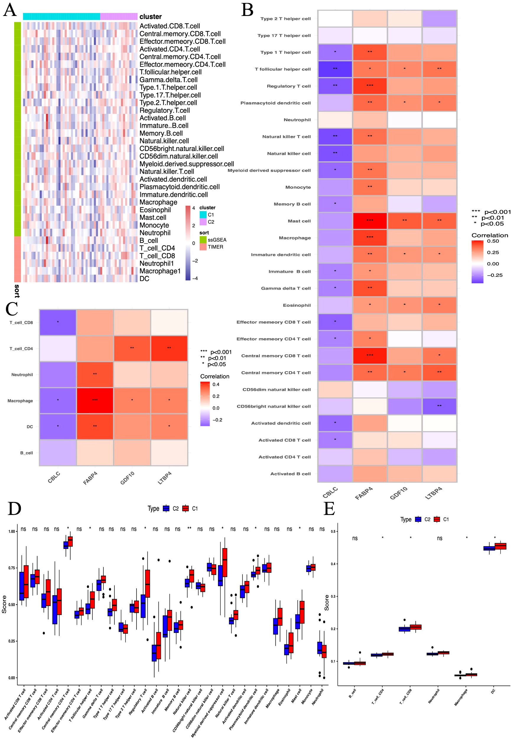 Heatmap and box plots depict immune cell cluster analysis. Panel A shows a heatmap of cell types with color-coded clusters and sorting methods. Panel B presents a correlation matrix focusing on T helper cells. Panel C highlights a detailed correlation among specific immune cells and genes. Panel D displays box plots comparing scores of immune cell types in two groups, C1 and C2, with significance markers. Panel E shows scores of genes across the two groups, also with significance markers.