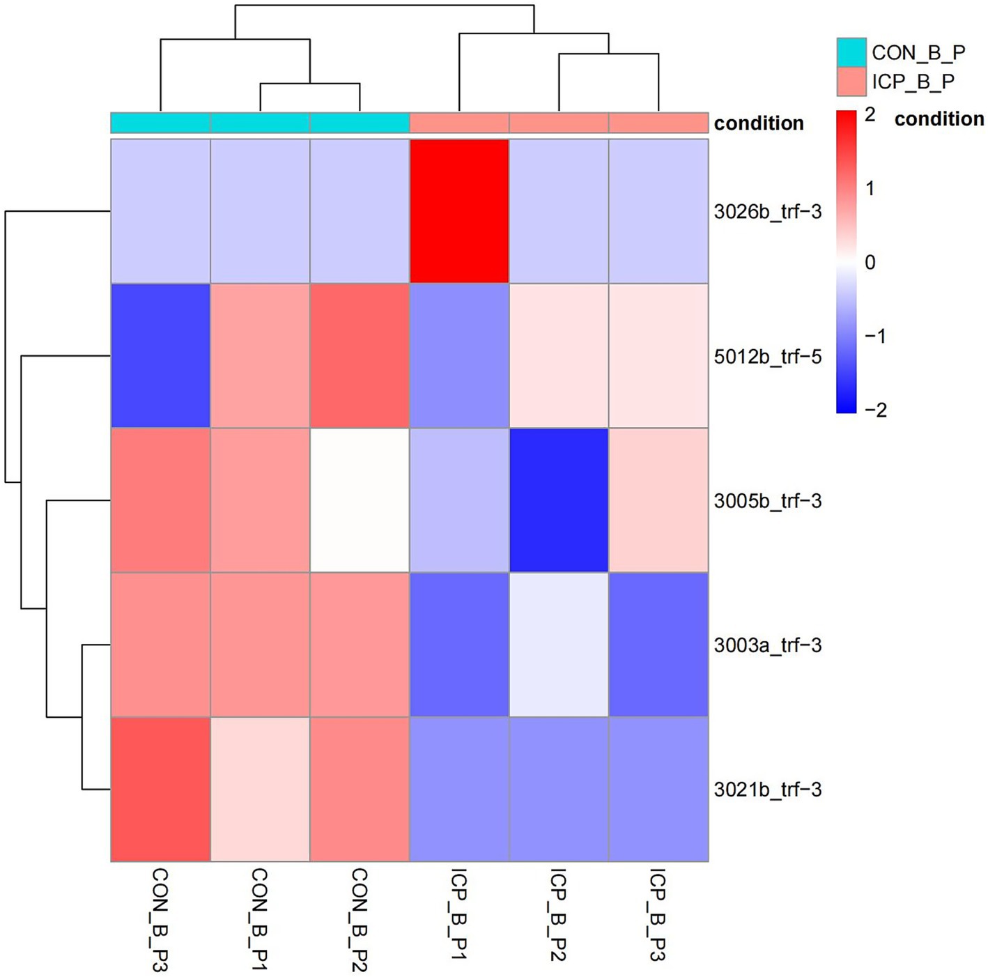 Heatmap showing hierarchical clustering of data with two conditions: CON_B_P and ICP_B_P. Colors range from blue to red, representing values from negative two to positive two. Rows are labeled from 3026b_trf-3 to 3021b_trf-3, and columns from CON_B_P3 to ICP_B_P3.