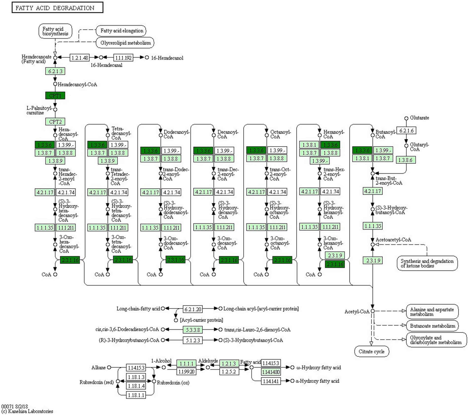 Flowchart depicting fatty acid degradation pathways. It shows the conversion of hexadecanoate to acetyl-CoA through various intermediates like L-palmitoyl carnitine, decanoyl-CoA, and butanoyl-CoA. Enzyme codes are included alongside each step, detailing reactions involved at each stage. Connections to other metabolic processes such as the citrate cycle and ketone body synthesis are indicated.