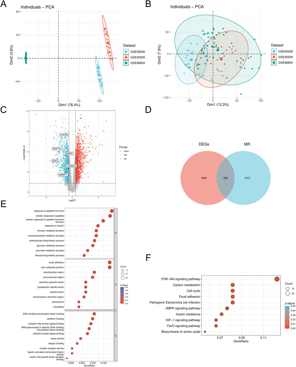 Panel A and B display PCA plots showing the distribution of three datasets: GSE50828, GSE3029, and GSE96804, differentiated by color-coded ellipses. Panel C presents a volcano plot highlighting gene expression changes with significant and labeled genes. Panel D is a Venn diagram comparing DEGs and MR genes, showing overlap between the two. Panel E showcases a dot plot for gene ontology enrichment analysis, while Panel F illustrates KEGG pathway enrichment analysis as a bubble plot.