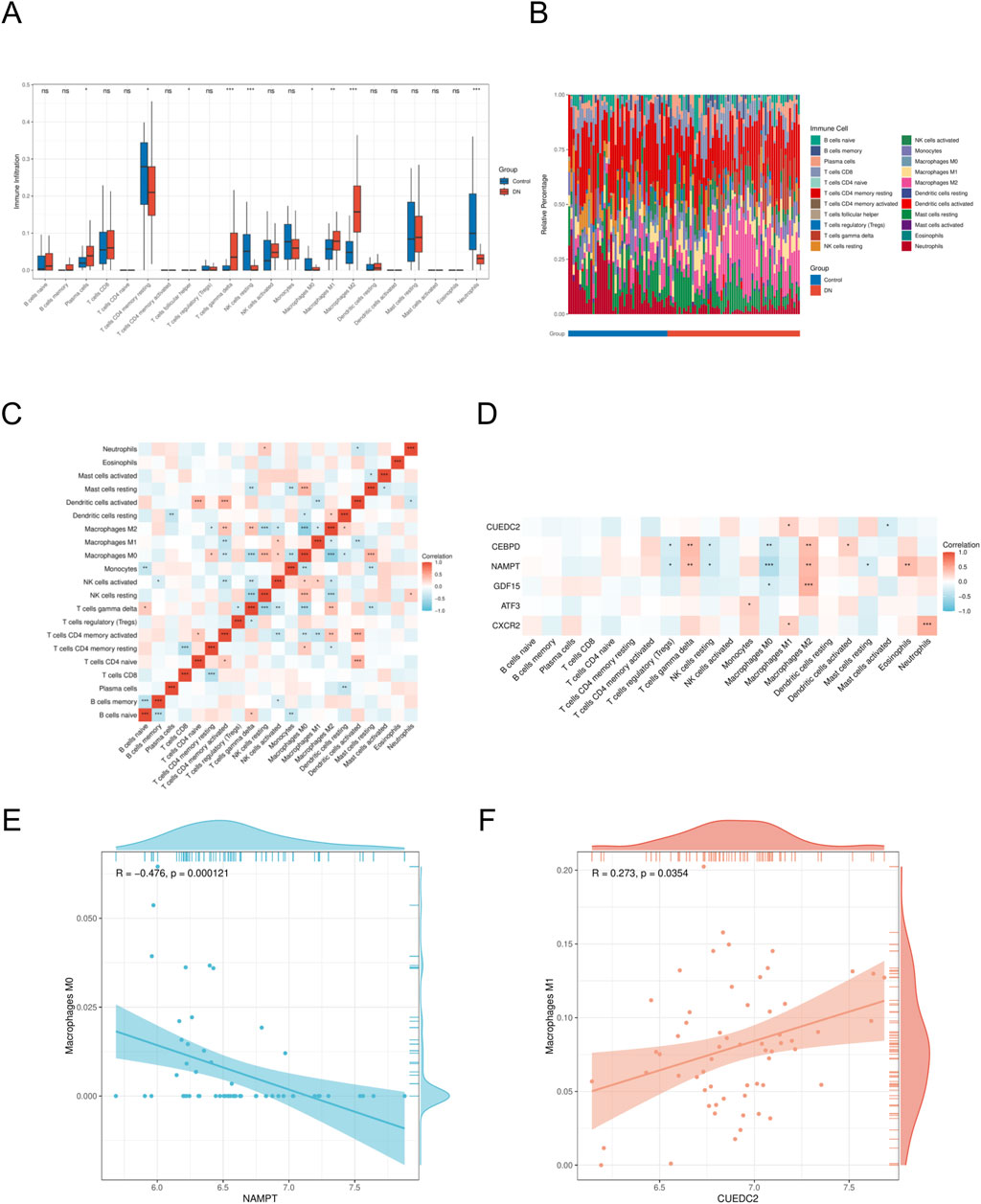 A set of six panels depicting various data visualizations related to gene expression and immune cell infiltration. Panel A shows a box plot comparing immune cell types between two groups, control and DN, across multiple immune cell types. Panel B is a colorful stacked bar plot showing relative immune cell proportions in the same groups. Panel C is a heatmap of correlation coefficients among different immune cell types, indicating strong positive or negative correlations. Panel D is a correlation heatmap between specific genes and immune cell types. Panel E and F are scatter plots with density plots, illustrating correlations between gene expressions and macrophage subtypes with statistical metrics displayed.