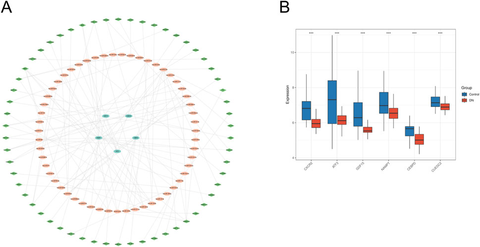 Diagram A shows a circular network with nodes of different shapes and colors connected by lines, indicating relationships. Chart B is a boxplot comparing gene expression levels between control (blue) and DN (red) groups across various genes, showing significant differences.