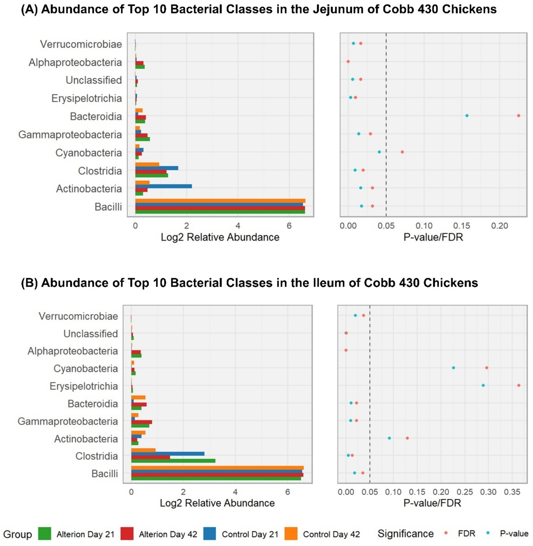 Two charts display the abundance of the top 10 bacterial classes in the jejunum and ileum of Cobb 430 chickens. Both sections feature bar graphs showing Log2 relative abundance and scatter plots indicating statistical significance levels. Colors represent groups: Alterion Day 21, Alterion Day 42, Control Day 21, and Control Day 42. Bacilli show the highest abundance, with varying levels for other classes like Verrucomicrobiae and Alphaproteobacteria. Scatter plots display p-values and false discovery rates, highlighting differences in bacterial class significance between groups.