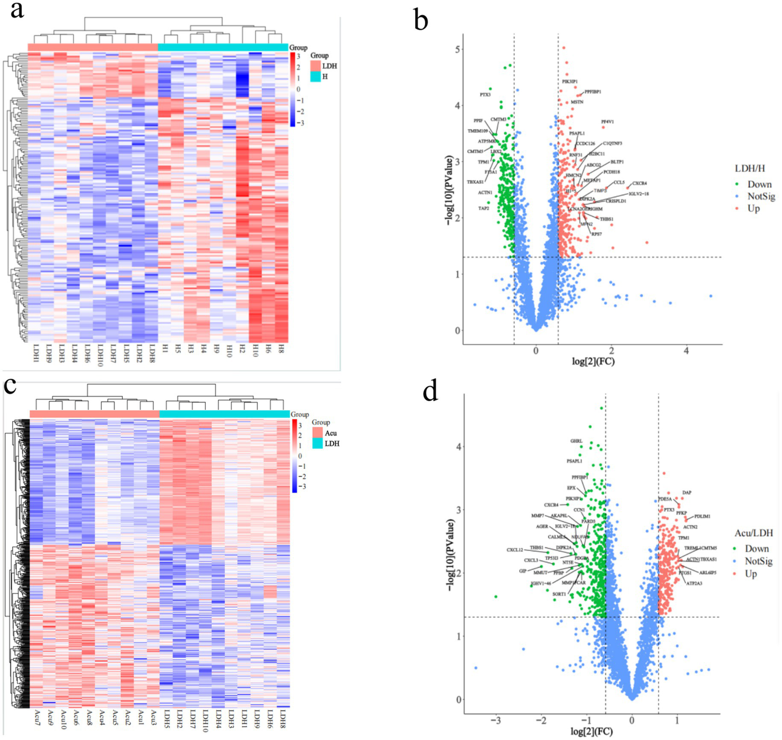 Four-panel image displaying gene expression data. Panel (a) shows a heat map of LDH versus H group, with a color gradient indicating expression levels. Panel (b) is a volcano plot of LDH/H group, highlighting significantly upregulated, downregulated, and non-significant genes. Panel (c) presents a heat map comparing Acu and LDH groups. Panel (d) features a volcano plot of Acu/LDH group, similarly marking gene expression changes. Each panel includes clustered data with color-coded groups.