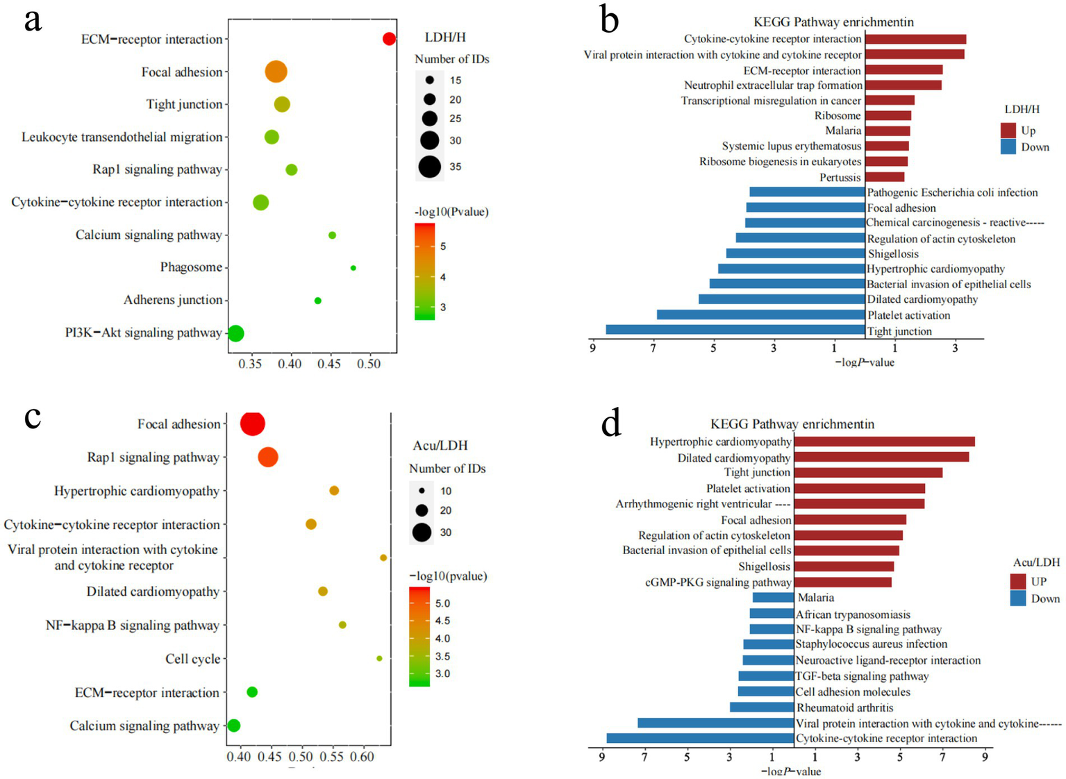 Four-panel image showing KEGG pathway enrichment data visualizations.Panel A: Bubble plot for LDH/H, showing pathways like ECM-receptor interaction and focal adhesion. Bubbles vary by number of IDs and P-value. Panel B: Bar chart for KEGG pathway enrichment in LDH/H, highlighting up and downregulated pathways, including cytokine-cytokine receptor interaction and malaria.Panel C: Bubble plot for Acu/LDH, covering pathways such as Rap1 signaling and hypertrophic cardiomyopathy. Variations indicated by size and color.Panel D: KEGG pathway enrichment bar chart for Acu/LDH, displaying up and downregulation, featuring hypertrophic cardiomyopathy and malaria pathways.
