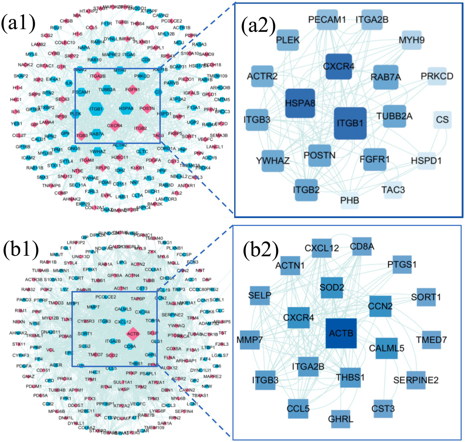 Two network diagrams with close-up sections highlighted. Diagram (a1) shows a network of proteins, with key proteins expanded in (a2), such as ITGB1, CXCR4, and HSPA8. Diagram (b1) illustrates another protein network, with a focus in (b2) on proteins like ACTB and SOD2. Both diagrams display interconnected nodes representing proteins, highlighting central and significant ones.