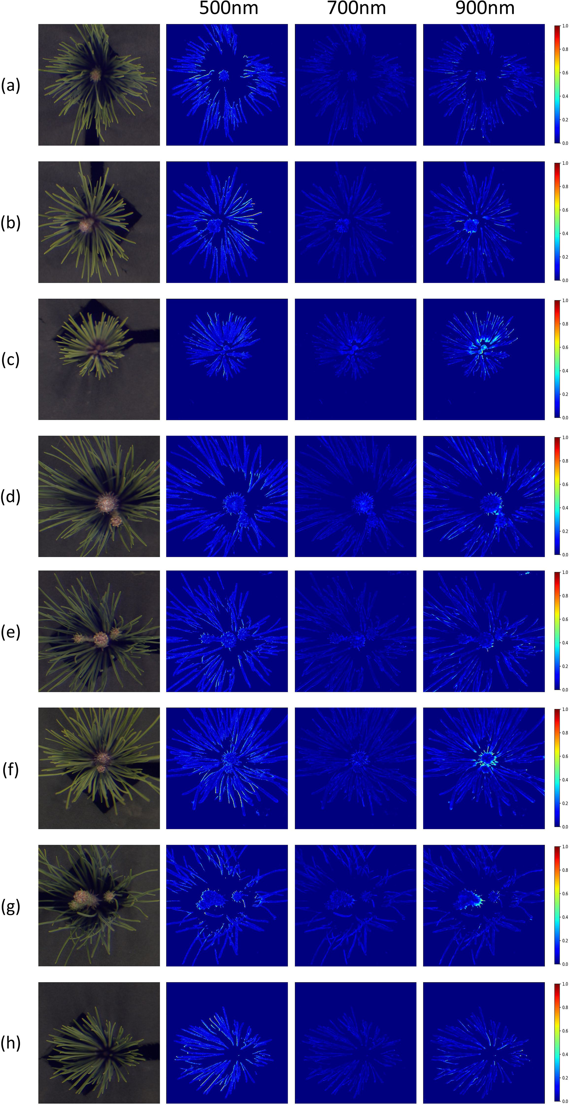 Eight panels labeled (a) to (h) show a flower structure and its optical analysis at wavelengths 500 nm, 700 nm, and 900 nm. The leftmost column depicts the flower's image, while the others present its optical properties in blue tones, with a color scale from 0 to 1 indicating intensity variations on the right.