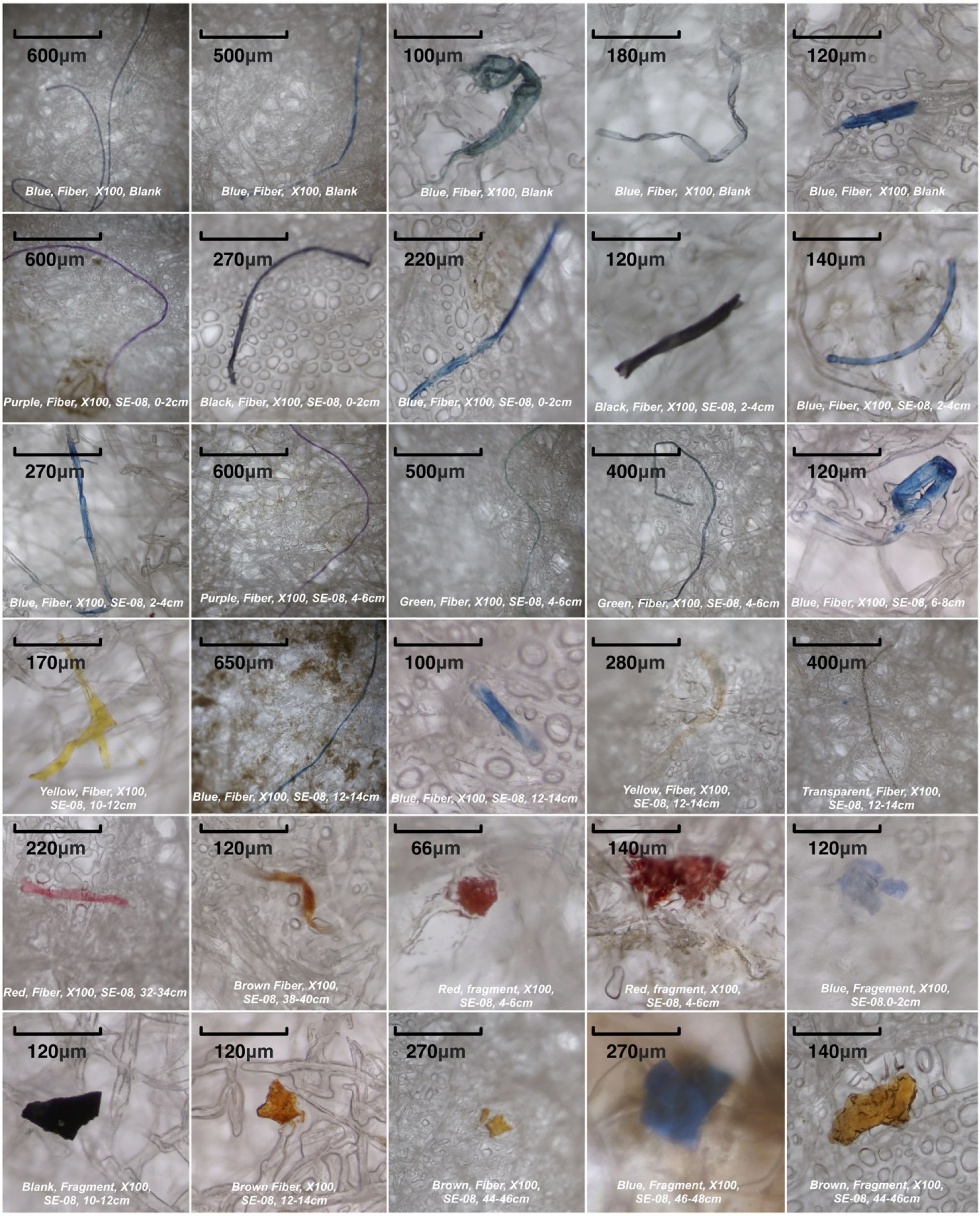 Microscopic images of various microplastic pieces, each labeled with color, shape, magnification, blank/sample, and depth of observation.