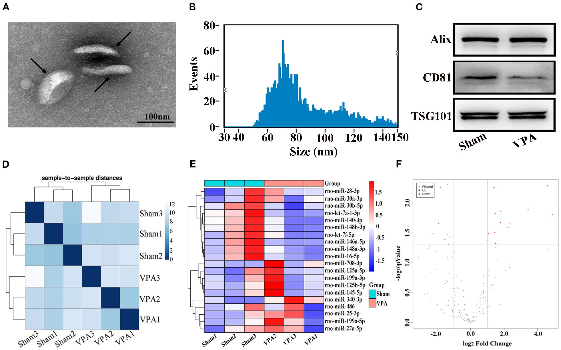 Panel A shows a microscopic image of nanoparticles with arrows indicating specific structures. Panel B displays a histogram of nanoparticle size distribution measured in nanometers. Panel C features Western blot results for proteins Alix, CD81, and TSG101 in Sham and VPA samples. Panel D presents a heat map of sample-to-sample distances showing clustering of Sham and VPA groups. Panel E is a heat map representing microRNA expression levels across different samples, with a color scale from blue to red. Panel F is a volcano plot displaying log2 fold change against negative log10 p-values, indicating upregulated and downregulated genes.