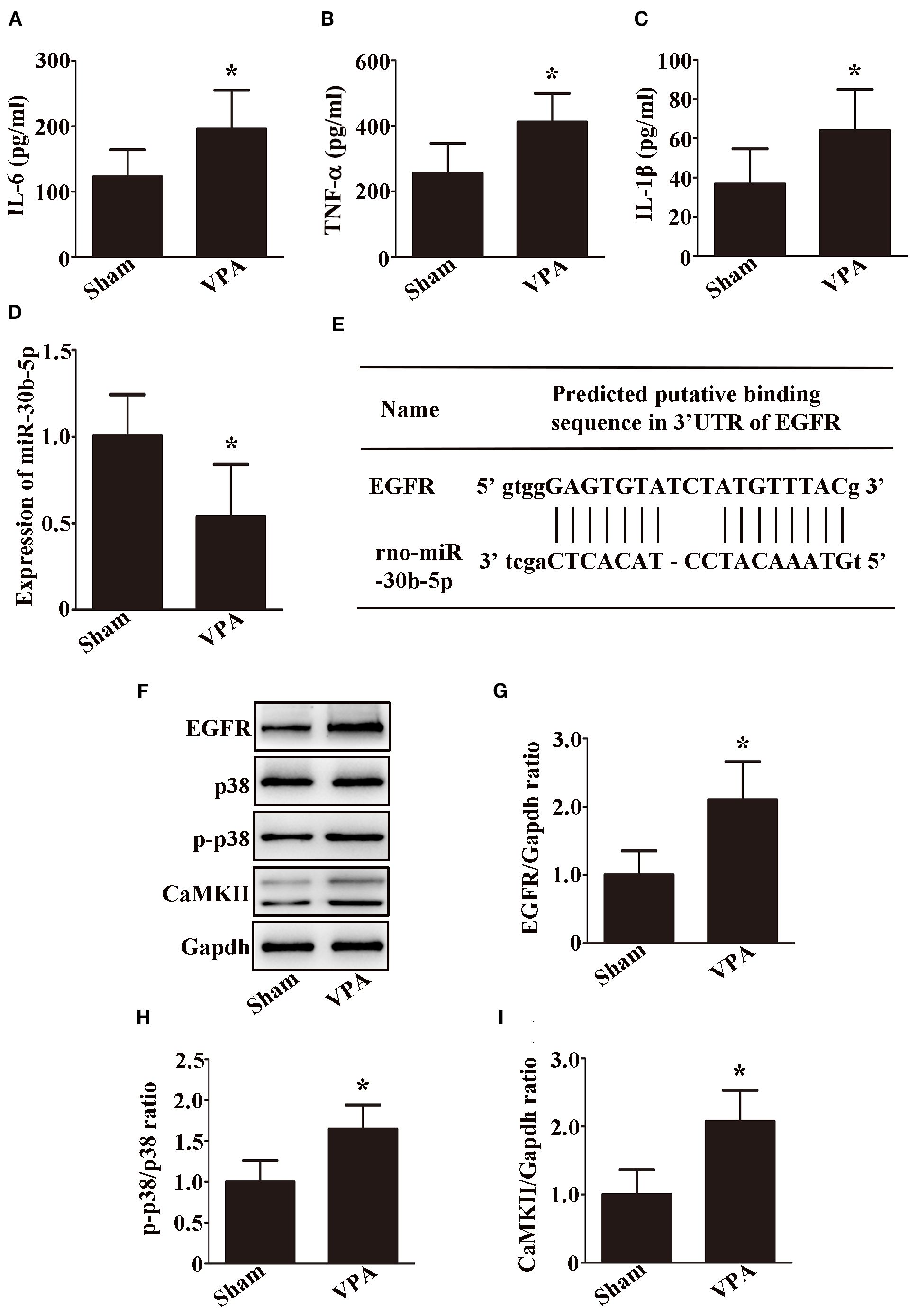Graphs and analyses show the effects of VPA treatment compared to sham. (A-C) Bar graphs of IL-6, TNF-α, and IL-1β levels, with significant increases marked by asterisks in VPA-treated groups. (D) Decreased miR-30b-5p expression in VPA. (E) Predicted binding sequence of EGFR and rno-miR-30b-5p. (F) Immunoblots for EGFR, p38, p-p38, CaMKII, and Gapdh, with (G-I) bar graphs showing increased EGFR/Gapdh, p-p38/p38, and CaMKII/Gapdh ratios in VPA. Significant differences indicated by asterisks.