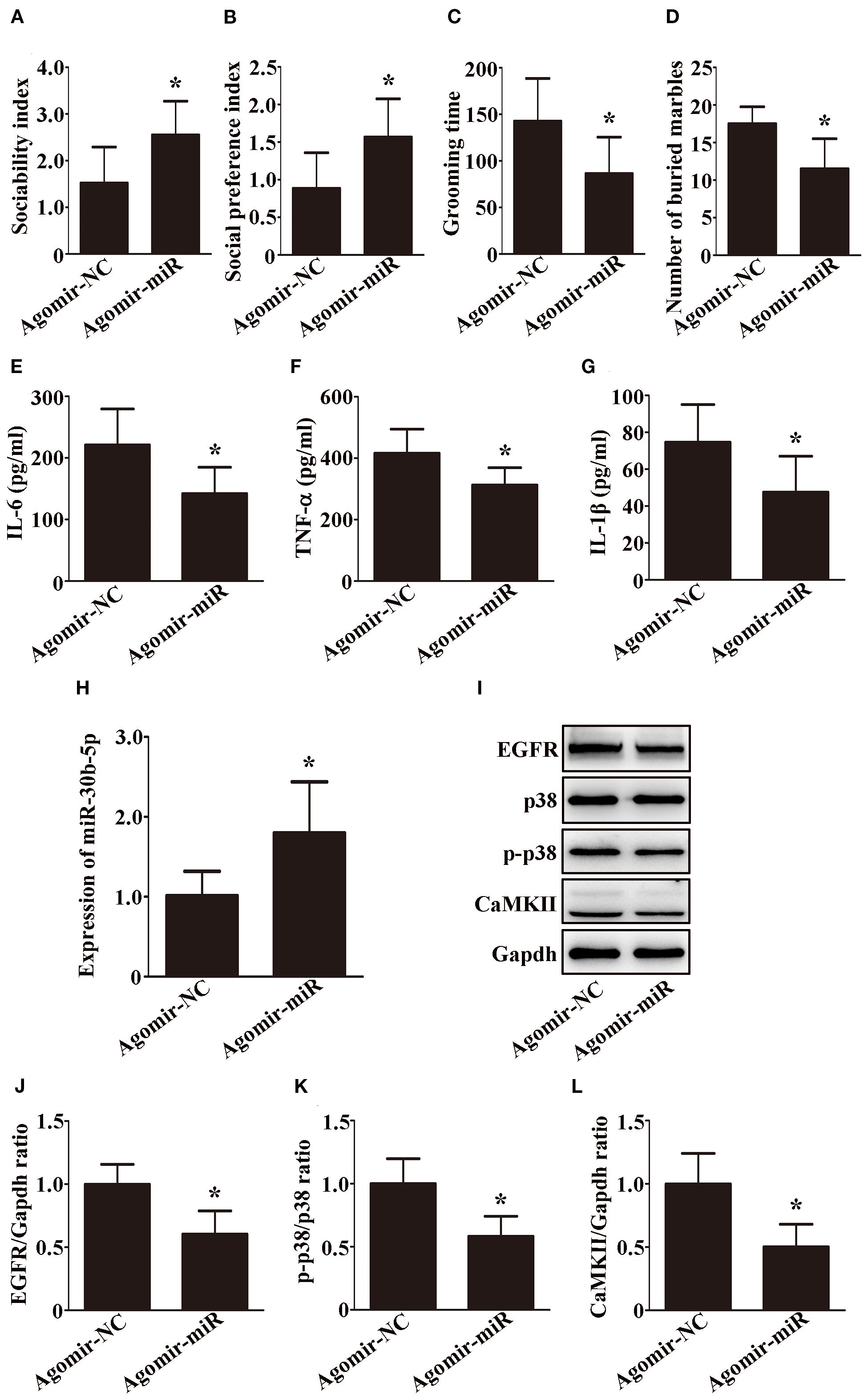 Graphs and a Western blot image compare the effects of Agomir-miR and Agomir-NC treatments. Graphs A through D show increased sociability, social preference, and reduced grooming time and buried marbles with Agomir-miR. Graphs E through G show decreased cytokine levels (IL-6, TNF-α, IL-1β) with Agomir-miR. Graph H indicates increased expression of miR-30b-5p. The Western blot I shows protein levels (EGFR, p38, p-p38, CaMKII, Gapdh) with Agomir-miR treatment. Graphs J, K, and L depict reduced protein expression ratios (EGFR/Gapdh, p-p38/p38, CaMKII/Gapdh) with Agomir-miR. An asterisk indicates statistical significance.