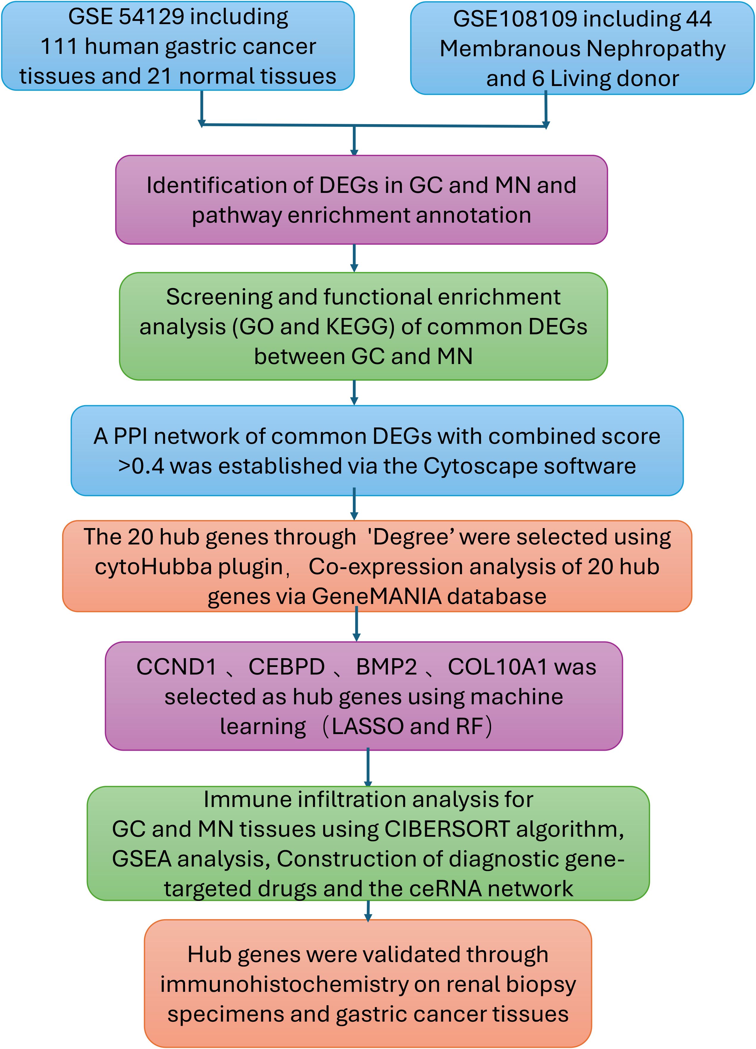 Flowchart depicting a study involving datasets GSE54129 and GSE108109. It outlines the identification and enrichment of differentially expressed genes (DEGs) in gastric cancer (GC) and membranous nephropathy (MN), creation of a protein-protein interaction (PPI) network using Cytoscape, selection of 20 hub genes with cytoHubba and GeneMANIA, identification of hub genes CCND1, CEBPD, BMP2, and COL10A1 using LASSO and RF, immune infiltration analysis with CIBERSORT, and validation via immunohistochemistry.