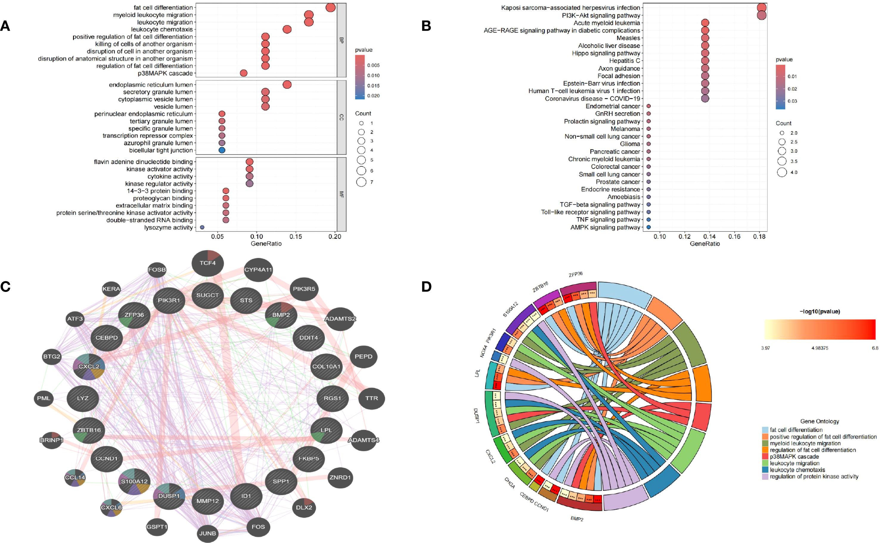 Diagram with four panels. Panel A shows a dot plot illustrating gene enrichment analysis for various biological processes with gene ratios and p-values. Panel B displays a dot plot of pathway analysis indicating gene ratios and p-values for signaling pathways. Panel C is a network graph of gene interactions, highlighting connections between different genes. Panel D presents a circular chord diagram, visually representing relationships between gene ontologies with a color gradient indicating p-values.