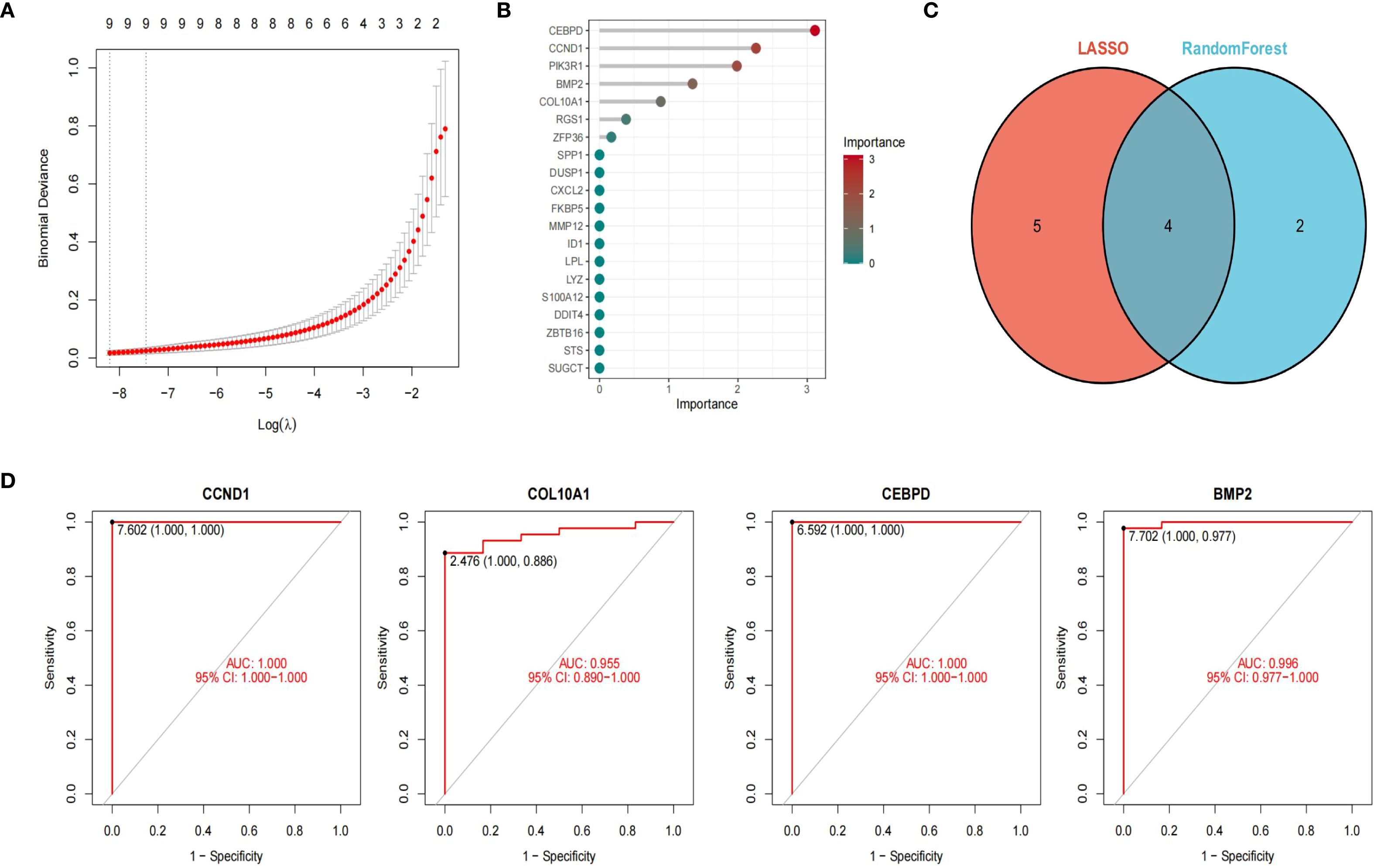 Panel A displays a plot of binomial deviance versus log lambda. Panel B is a bar chart showing the importance of various genes, with darker colors indicating higher importance. Panel C presents a Venn diagram comparing LASSO and Random Forest, highlighting four overlapping elements. Panel D contains four ROC curves for genes CCND1, COL10A1, CEBPD, and BMP2, showing high AUC values, indicating strong predictive performance.