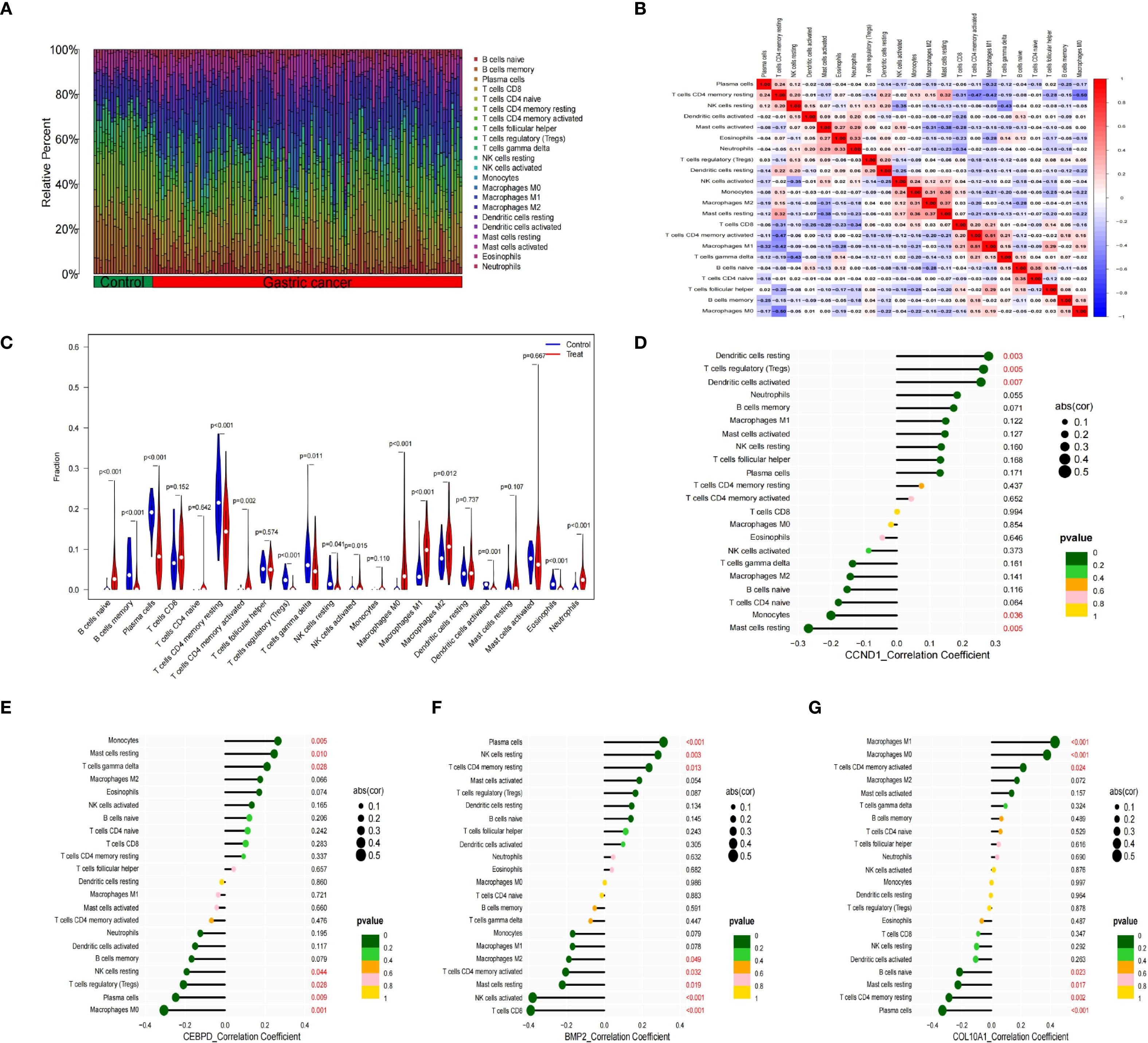 Panel of charts analyzing immune cell composition in control and gastric cancer samples.   A: Stacked bar chart shows relative percentages of various immune cells across samples, differentiated by color.  B: Heatmap displays correlation coefficients among immune cells, with a color gradient indicating strength and direction.  C: Violin plots compare proportions of immune cells between control (blue) and treated (red) groups, with p-values indicating significance.  D-G: Dot plots show correlation coefficients of genes CCND1, CEBPD, BMP2, and CXCL10 with immune cell types, color-coded by p-value significance and dot size representing correlation strength.