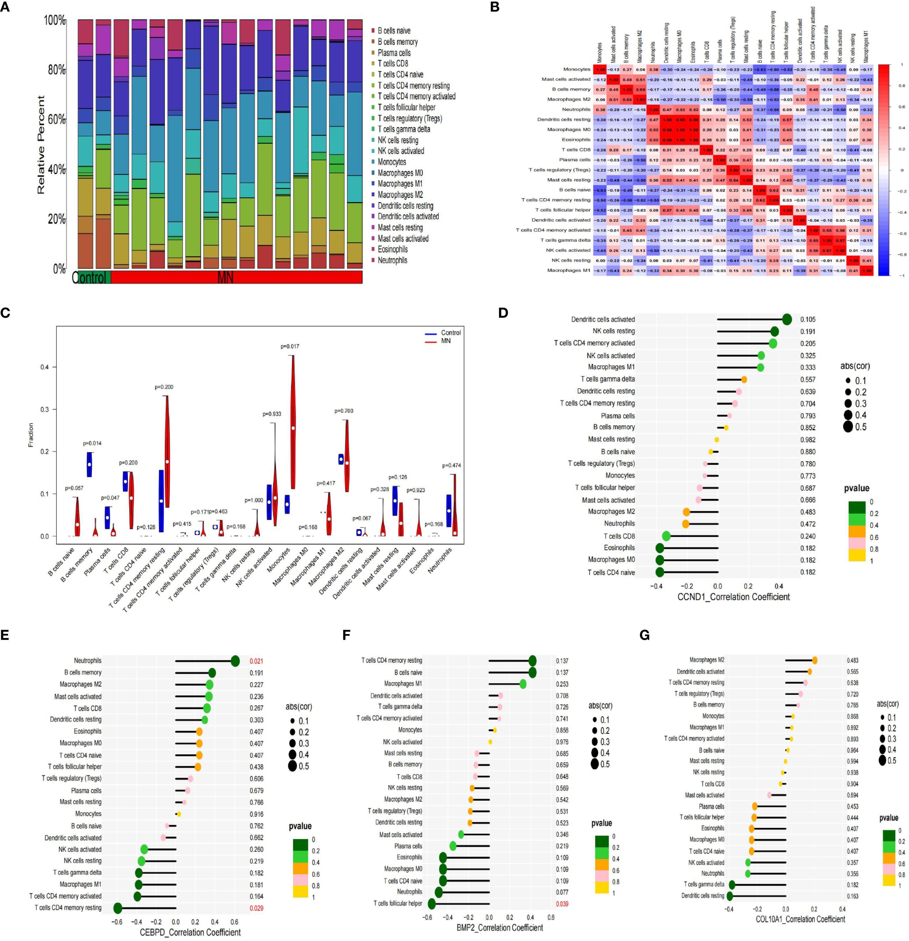 Composite image displaying various graphs and charts related to immune cell analysis. Panel A shows a stacked bar chart comparing relative percentages of different immune cells between control and MN groups. Panel B presents a heatmap of correlation coefficients between immune cell types, with color gradients indicating positive and negative correlations. Panel C features a violin plot comparing immune cell fractions, with significance marked by p-values. Panels D, E, F, and G display dot plots of correlation coefficients for specific genes (CCND1, CEBPD, BMP2, COL10A1) with diverse immune cells, with color coding representing p-values and dot size indicating correlation strength.