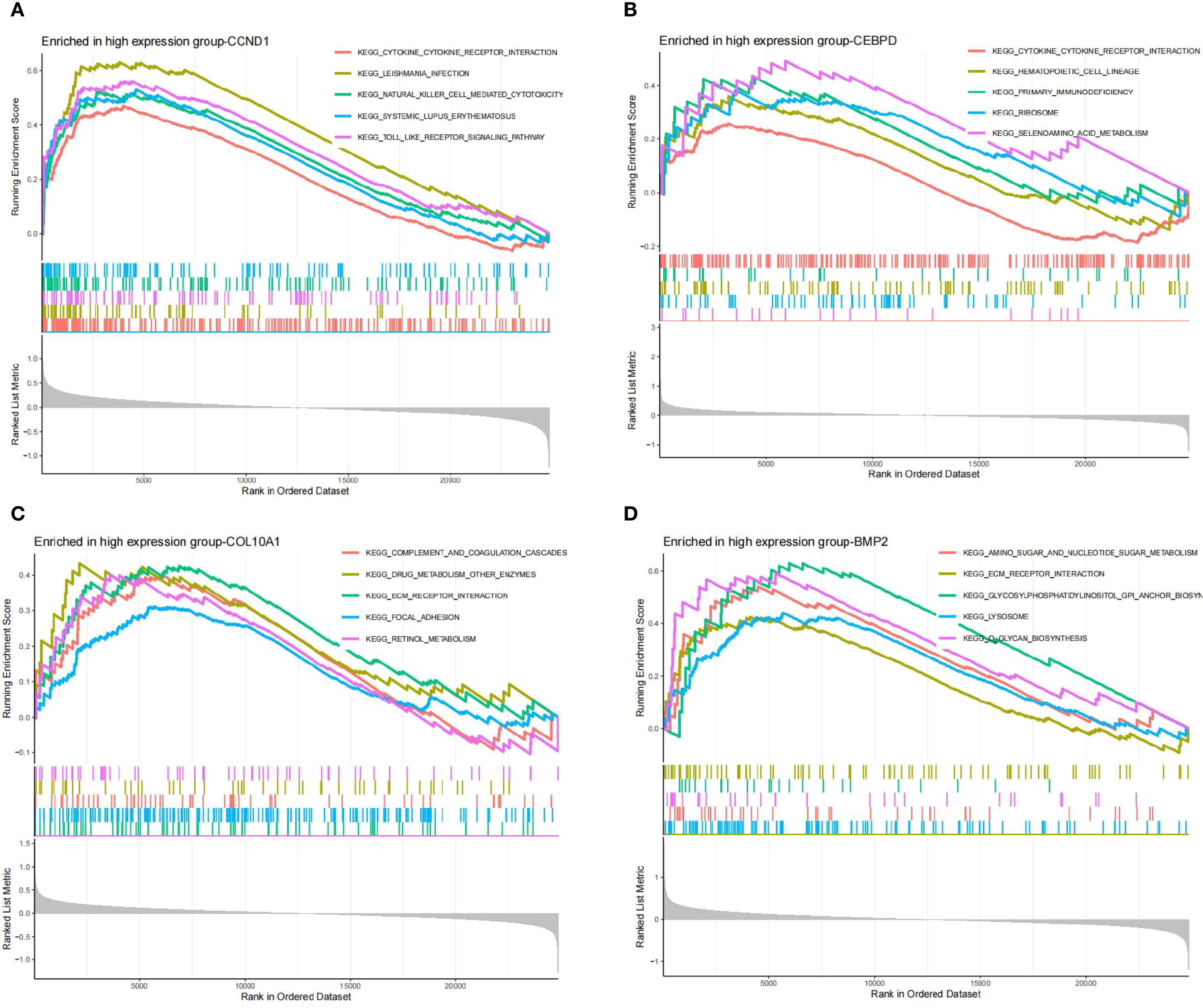 Four line graphs labeled A, B, C, and D display running enrichment scores for high expression gene groups: CCND1, CEBPD, COL10A1, and BMP2, respectively. Each graph shows multiple pathways represented in different colors, plotted over a ranked dataset. Below each graph, a ranked list metric is shown with pathways such as cytokine interaction and metabolism, glycolysis, retinol metabolism, and others.