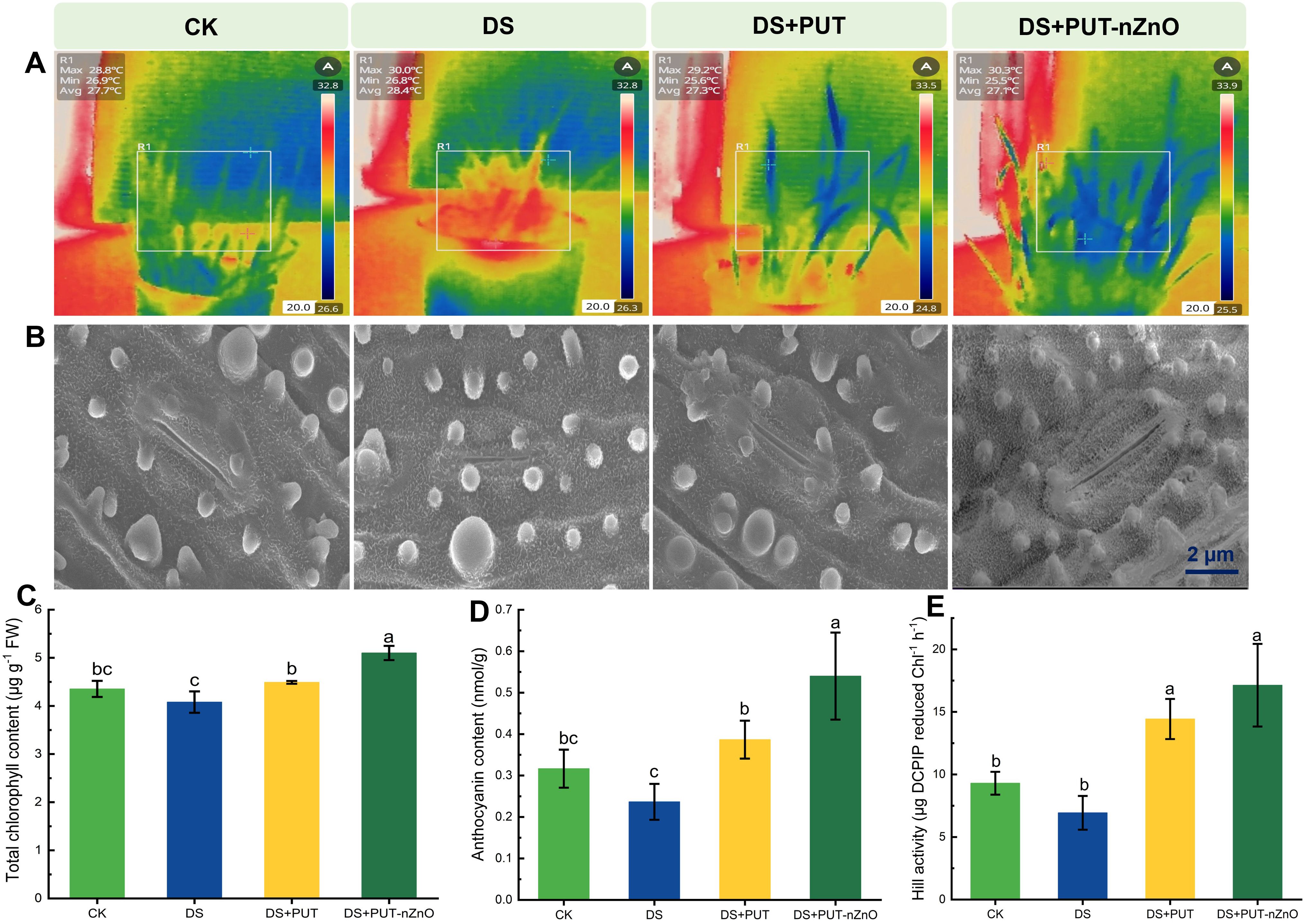 Graphs and transmission electron microscopy images showing expression levels and cellular details. Graph A displays relative expression levels of OsEREBP1 across four treatments: CK, DS, DS+PUT, and DS+PUT-nZnO, with the highest expression in DS+PUT-nZnO. Graph B shows relative expression levels of OsEGY1 for the same treatments, also peaking in DS+PUT-nZnO. Panel C contains transmission electron microscopy images for each treatment, labeled with cellular components like CP, CG, CW, and NP, illustrating structural differences.