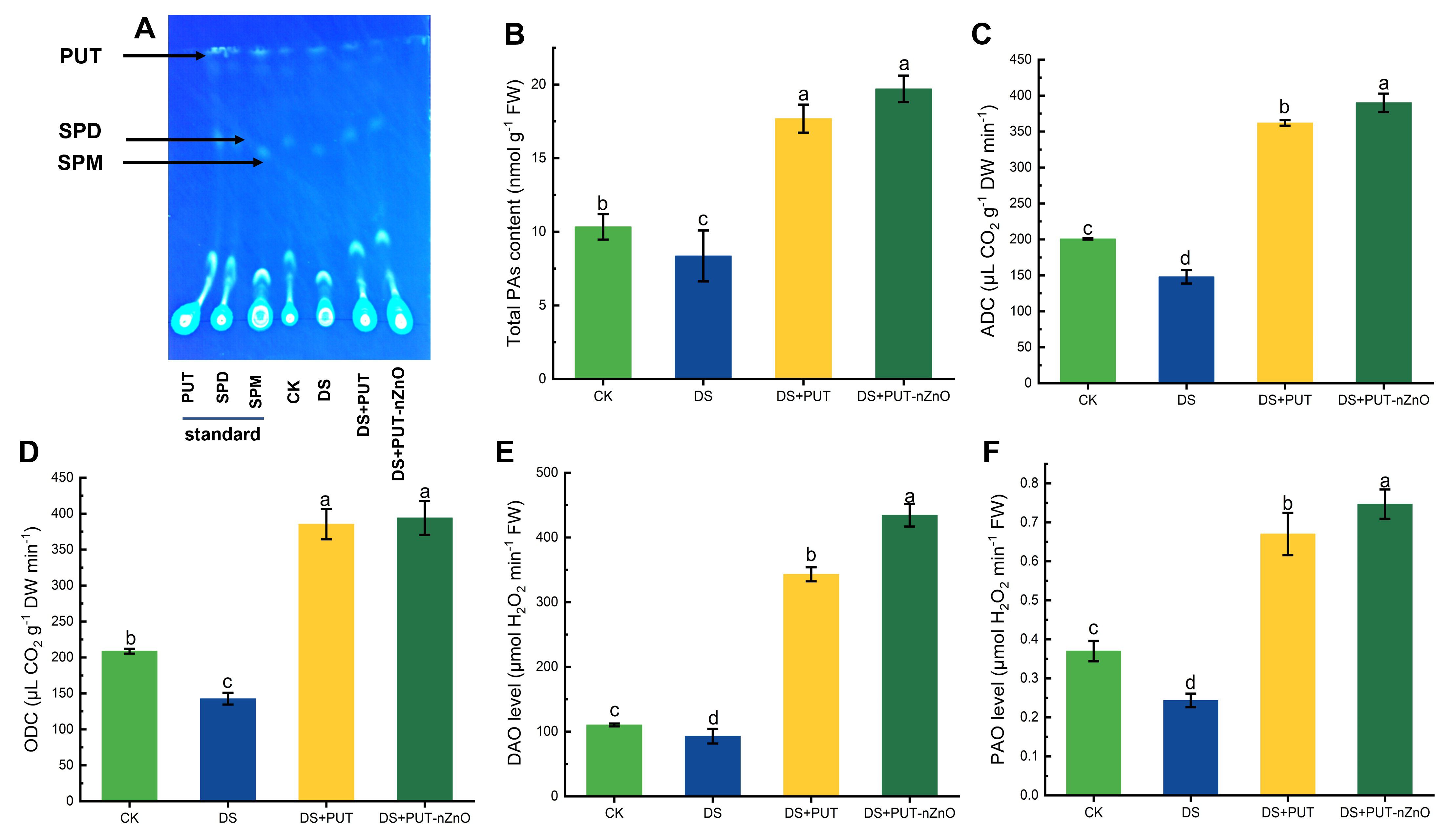Graphs A, B, E, F, and G show comparative bar charts of O2 content, H2O2 content, SOD activity, POD activity, and CAT activity with different treatments: CK, DS, DS+PUT, and DS+PUT-nZnO. Error bars indicate variability. Images C and D show NBT and DAB staining under the same treatments, revealing differential staining patterns.