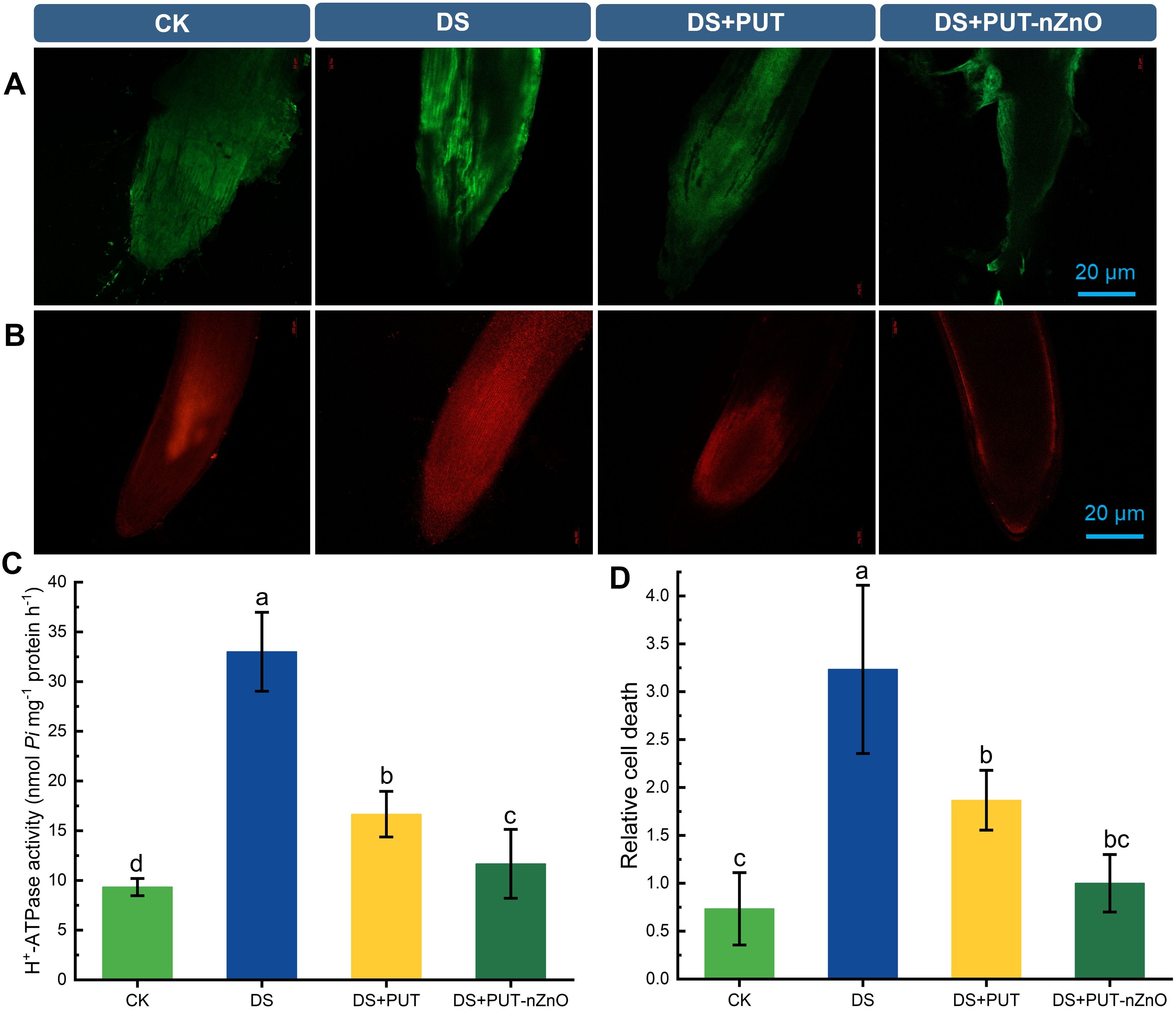 Fluorescence microscopy images and bar charts depicting effects on cells. Panels A and B show green and red fluorescence under different treatments: CK, DS, DS+PUT, DS+PUT-nZnO. Images highlight changes in cell morphology and structure. Panel C shows a bar chart of H⁺-ATPase activity with highest activity in DS, followed by DS+PUT, DS+PUT-nZnO, and CK. Panel D shows relative cell death, highest in DS, followed by DS+PUT, DS+PUT-nZnO, and lowest in CK. Each bar indicates mean values with error bars and different letters signify statistically significant differences. Scale bars are 20 micrometers.