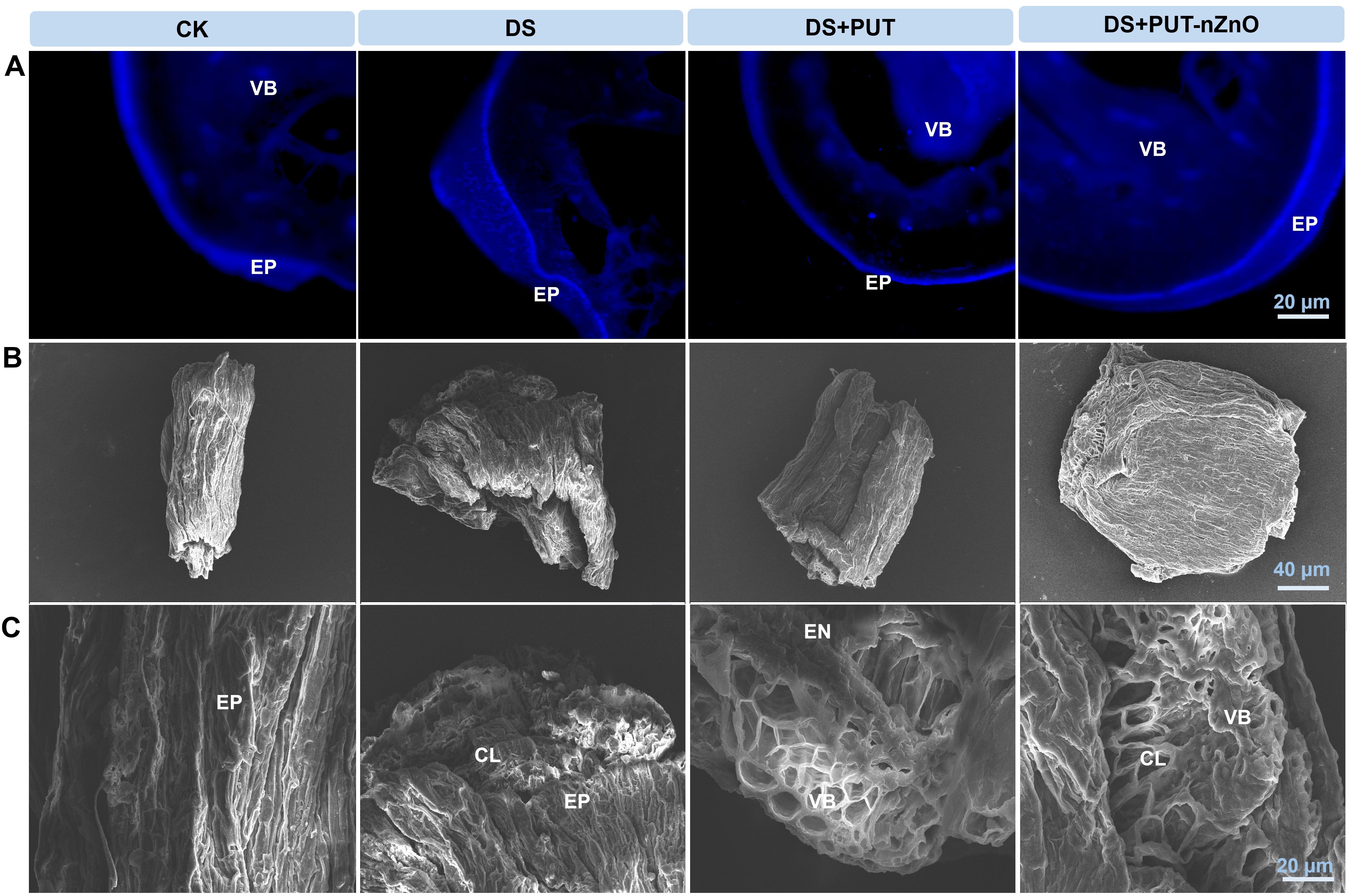 Fluorescent image panel A shows four micrographs labeled CK, DS, DS+PUT, and DS+PUT-nZnO, highlighting the vascular bundle (VB) and epidermis (EP) in blue. SEM images in panel B display the surface structure of samples with varying treatments. Panel C provides a closer view of the epidermis (EP), cuticle layer (CL), epidermis (EN), and vascular bundle (VB) in the samples. Scale bars are present for reference.