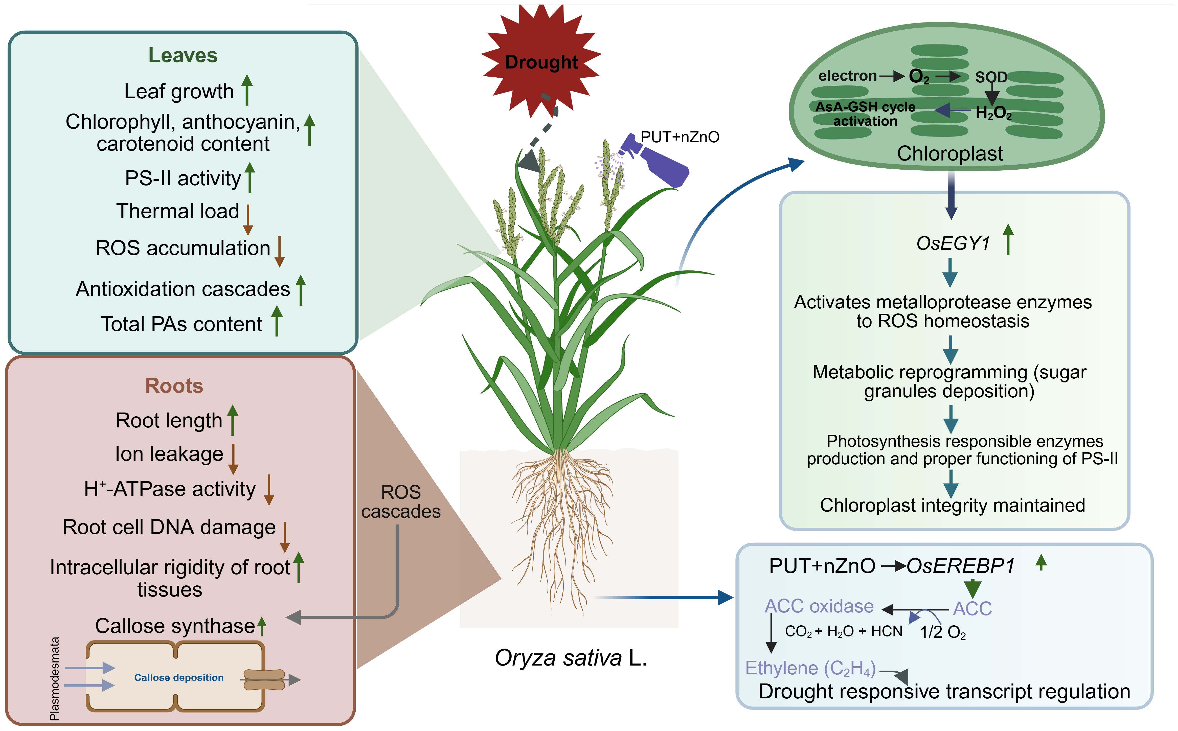 Diagram illustrating the effects of drought on Oryza sativa L. Interactions with PUT+nZnO are shown. The plant's response includes increased leaf growth, chlorophyll content, antioxidation, and root length. Root ion leakage and DNA damage decrease. Chloroplast activity enhances ROS homeostasis, and metabolic changes occur. Callose synthase activity rises, contributing to intracellular root rigidity.