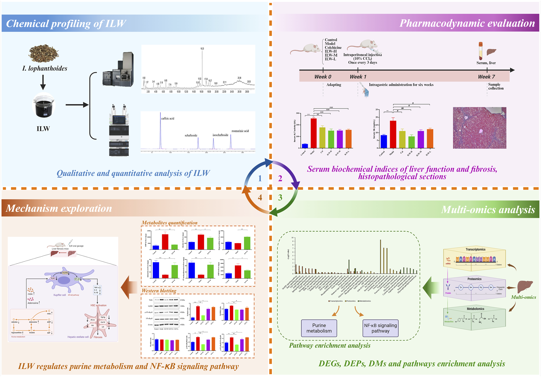 A detailed infographic presenting an analysis of ILW, divided into four sections. Top left: Chemical profiling of ILW, showing qualitative and quantitative analysis with graphs and equipment. Top right: Pharmacodynamic evaluation, featuring a timeline of mouse treatment and serum analysis with graphs and histopathology. Bottom left: Mechanism exploration, illustrating ILW's effects on purine metabolism and NF-κB signaling pathway with diagrams and graphs. Bottom right: Multi-omics analysis, depicting pathway enrichment with charts, featuring transcriptomics, proteomics, and metabolomics. Central arrows indicate a continuous process among the sections.