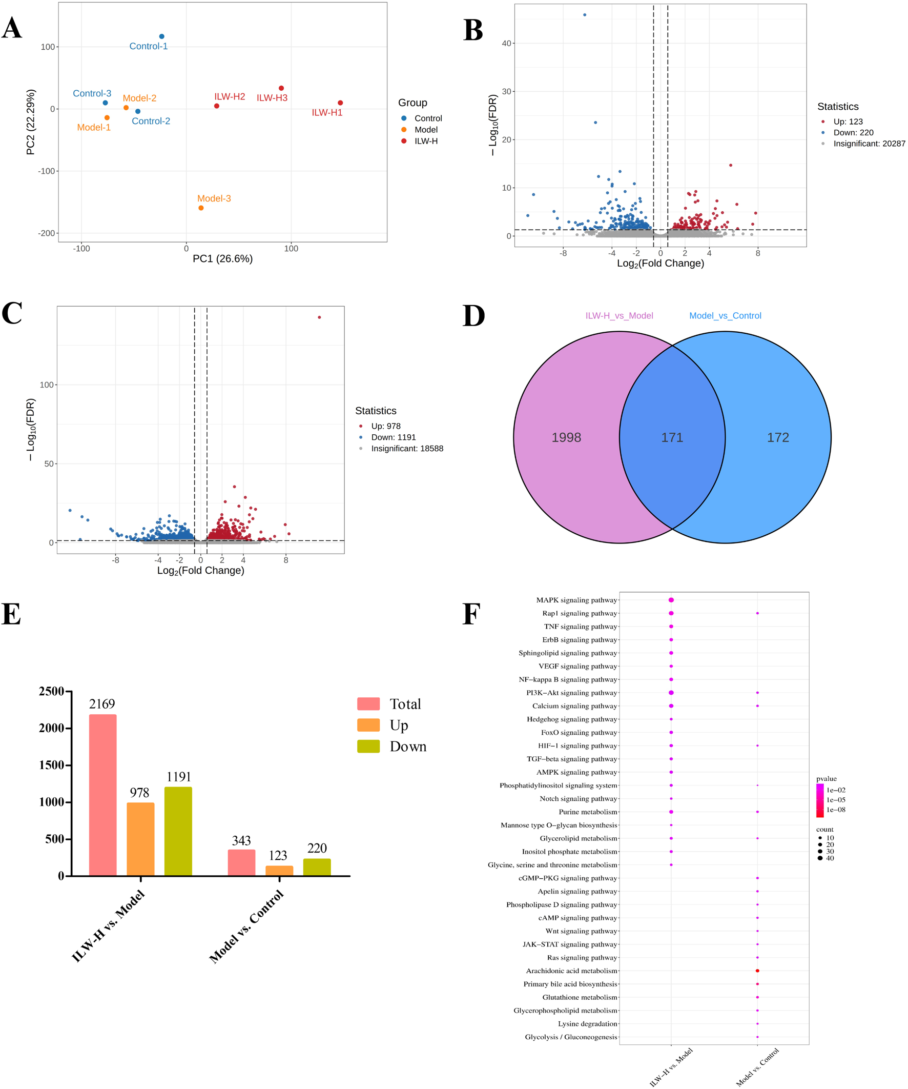 Composite image showing six panels of data: A) PCA plot depicting three groups: Control, Model, and ILW-H, with clear clustering. B) Volcano plot showing differentially expressed genes with up and downregulation, marked in red and blue. C) Another volcano plot with statistics indicating the number of upregulated, downregulated, and insignificant genes. D) Venn diagram illustrating gene overlap between ILW-H vs Model and Model vs Control. E) Bar chart comparing the total, upregulated, and downregulated genes in ILW-H vs Model and Model vs Control. F) Dot plot showcasing enriched pathways, with p-value and count indicators.