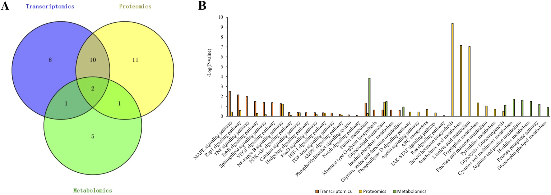 Panel A shows a Venn diagram comparing transcriptomics, proteomics, and metabolomics, with overlapping regions indicating shared elements: 10 shared by transcriptomics and proteomics, 2 by all three, and exclusive numbers. Panel B displays a bar graph with pathways on the x-axis and negative log P-values on the y-axis. Transcriptomics, proteomics, and metabolomics data are color-coded in orange, yellow, and green, respectively. Bars represent the significance of pathways in each omics category.