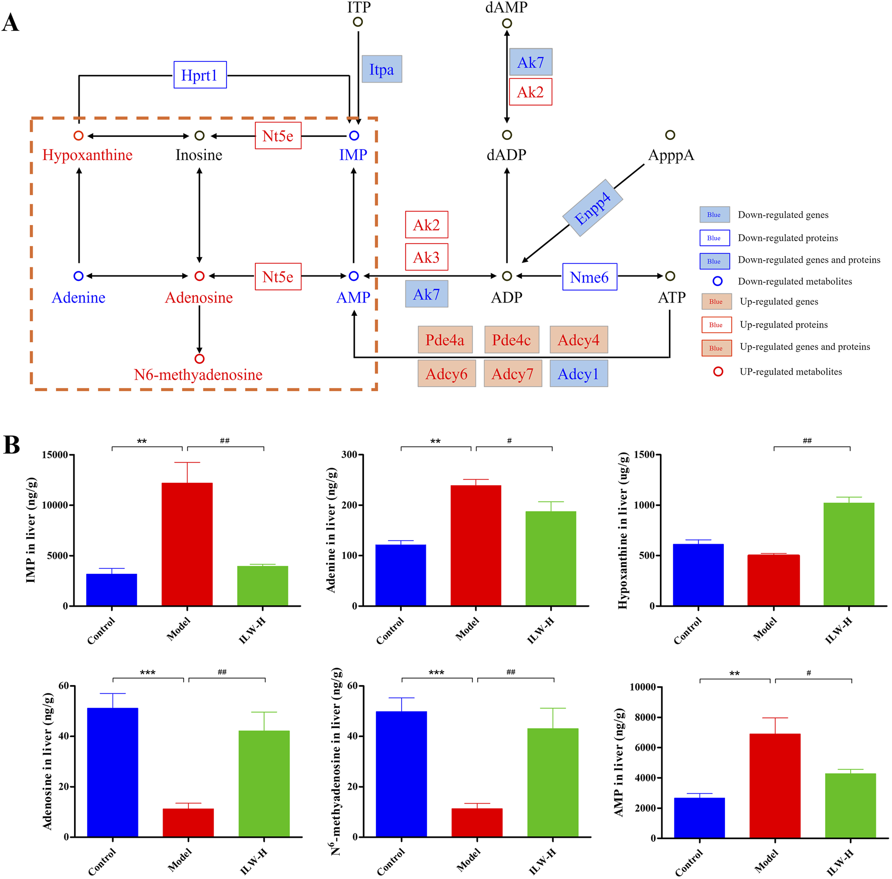 Diagram A illustrates metabolic pathways involving adenine, adenosine, and hypoxanthine, highlighting up- and down-regulated genes, proteins, and metabolites in different colors. Diagram B presents bar graphs showing liver concentrations of IMP, adenine, hypoxanthine, adenosine, N6-methyladenosine, and AMP in control, model, and ILV-H groups, with statistical significance marked by asterisks and hash symbols.