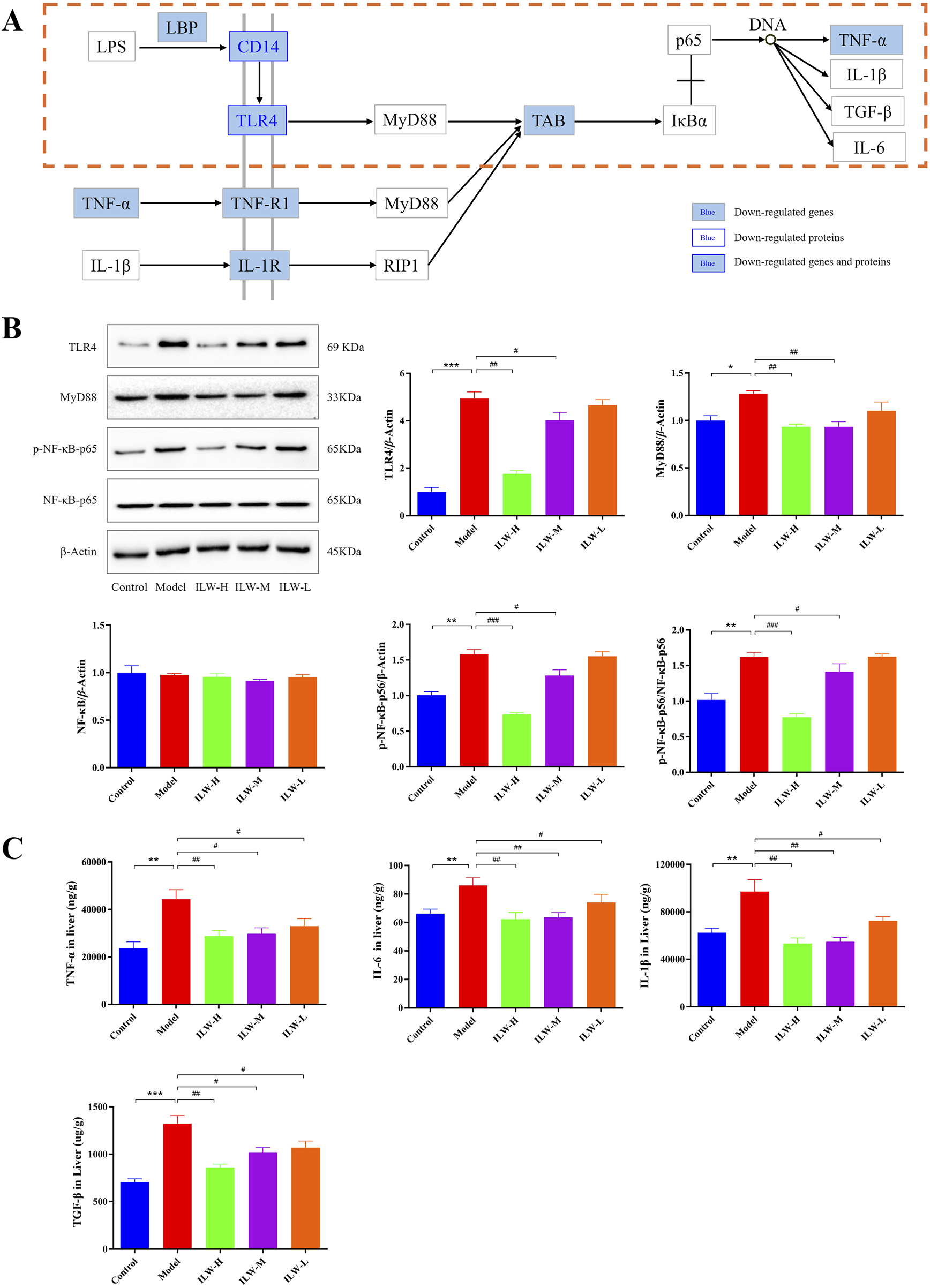 Diagram depicting (A) a signaling pathway with gene and protein regulation involving TLR4 and MyD88. (B) Western blot analysis showing protein expressions of TLR4, MyD88, p-NF-κB p65, and NF-κB p65 with corresponding quantitative bar graphs. (C) Bar graphs illustrating TNF-α, IL-6, TGF-β, and IL-1β levels in the liver of different treatment groups. Blue indicates down-regulated genes and proteins. Statistical significance is denoted by asterisks, with varying expression levels shown across control, model, and treatment groups.