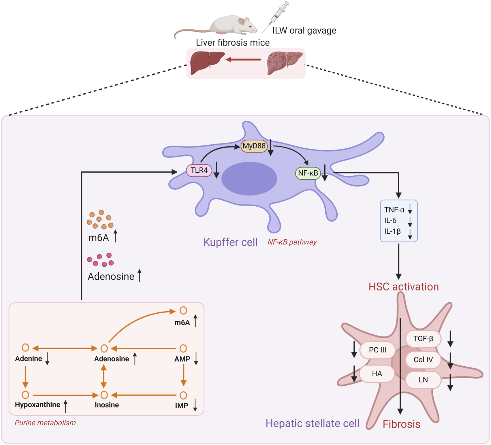 Diagram showing the pathway of liver fibrosis in mice. It starts with ILW oral gavage in liver fibrosis mice. This leads to an increase in m6A and adenosine, activating the Kupffer cell via the TLR4 and NF-kB pathways. This results in the release of TNF-alpha, IL-6, and IL-1 beta, leading to hepatic stellate cell (HSC) activation and fibrosis. Additional pathways show purine metabolism processes involving adenine, adenosine, hypoxanthine, inosine, AMP, and IMP.