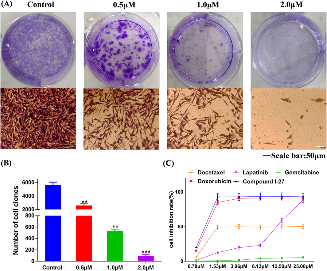 (A) Series of images showing cell colonies under different concentrations of a compound: Control, 0.5 µM, 1.0 µM, and 2.0 µM. Colonies visibly decrease with higher concentrations. (B) Bar chart displaying the number of cell clones for Control and various concentrations (0.5 µM, 1.0 µM, 2.0 µM), with a marked reduction in higher concentrations. (C) Line graph depicting the cell inhibition rate for Docetaxel, Lapatinib, Gemcitabine, Doxorubicin, and Compound I-27 across varying concentrations, showing different inhibition efficiencies. Scale bar indicates 50 µm.