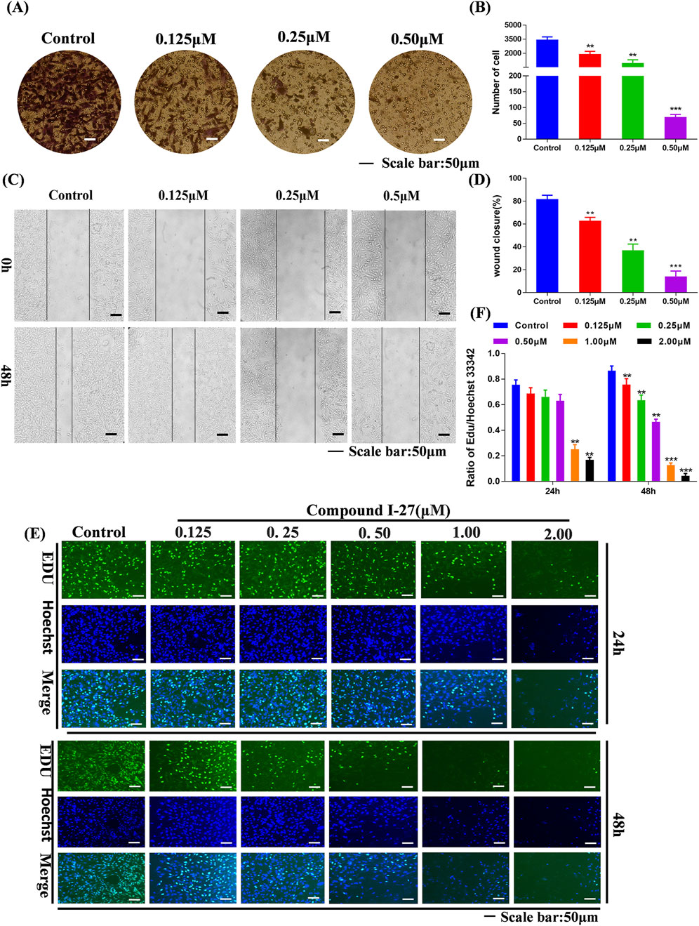 (A) Four circular images showing cell growth under different concentrations of a compound, with a scale bar of fifty micrometers. (B) Bar graph illustrating the number of cells at various concentrations, with significant differences indicated by asterisks. (C) Images displaying wound healing at zero and forty-eight hours for different concentrations, with a scale bar. (D) Bar graph showing wound closure percentages at different concentrations. (E) Fluorescent images of cells stained for EDU and Hoechst at different times and concentrations, with a scale bar. (F) Bar graph depicting the EDU/Hoechst ratio at twenty-four and forty-eight hours.