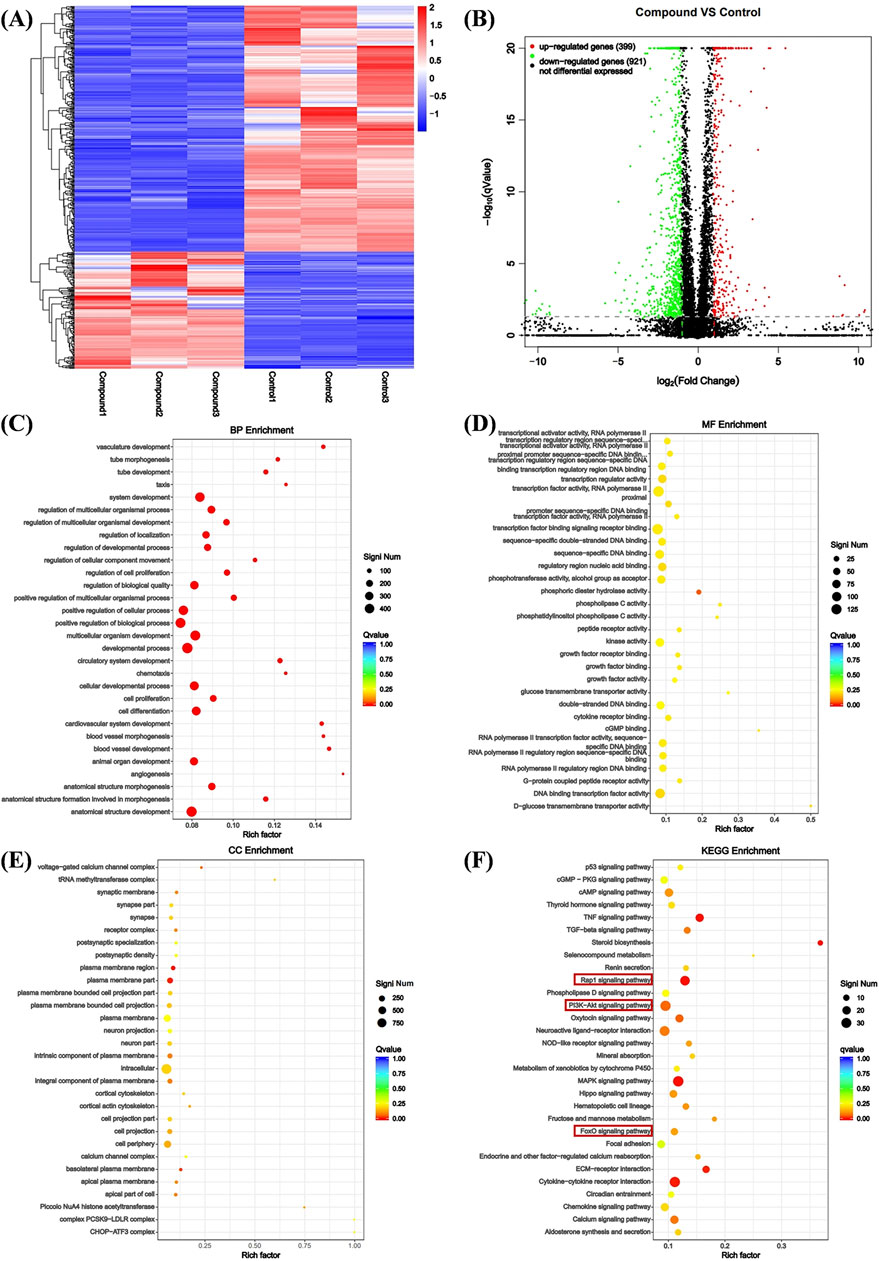 Panel (A) displays a heatmap comparing gene expression between compounds and controls, with values ranging from -1 to 2. Panel (B) shows a volcano plot of compound vs control, highlighting upregulated, downregulated, and non-differentially expressed genes. Panels (C), (D), and (E) depict enrichment dot plots for Biological Process (BP), Molecular Function (MF), and Cellular Component (CC), respectively, showing Q-value, rich factor, and significance. Panel (F) illustrates KEGG pathway enrichment, featuring pathways like p53 signaling, with variables similar to other panels. Each panel uses distinct color scales and bubble sizes for visualization.